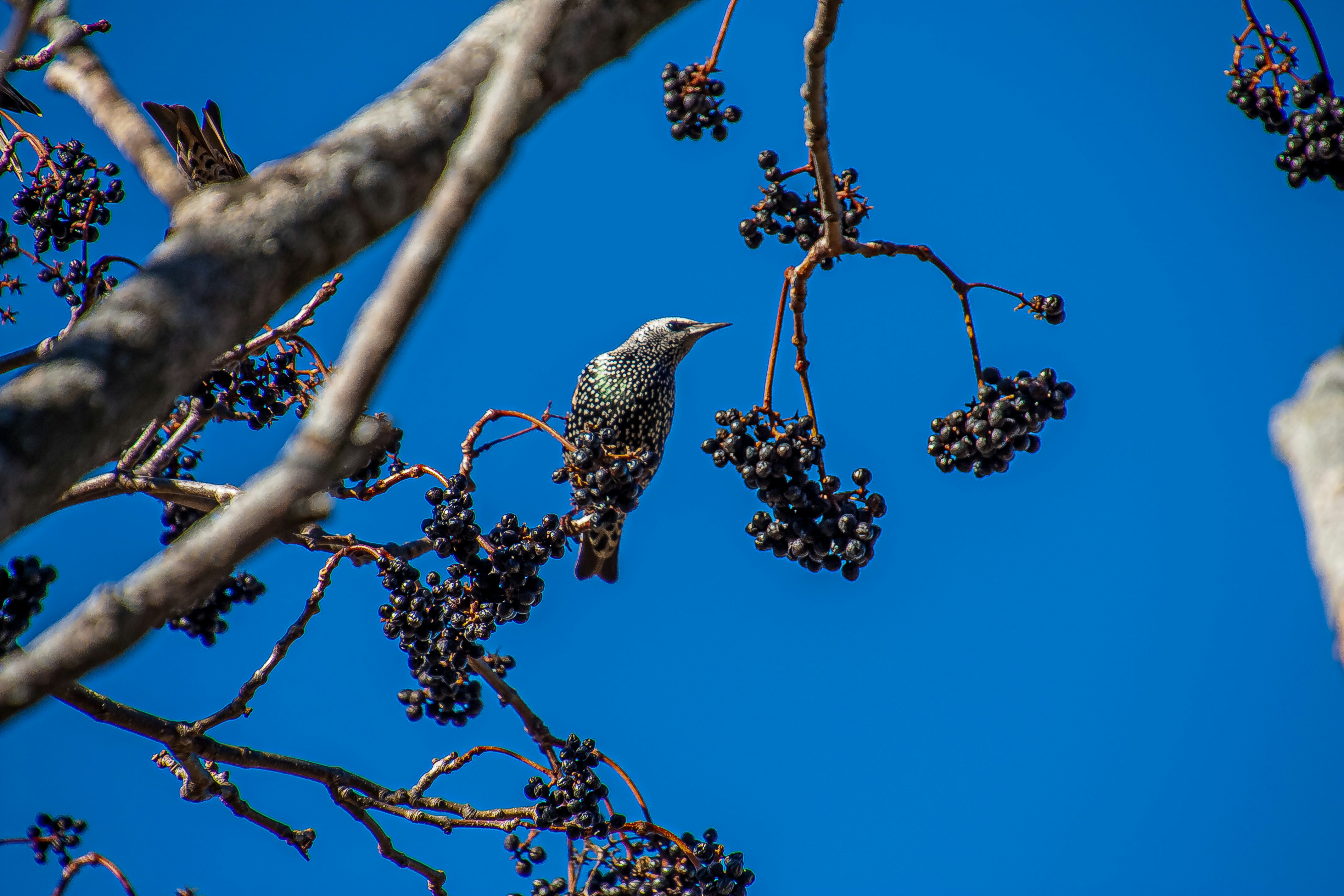 Bird perches on a branch with dark berries.