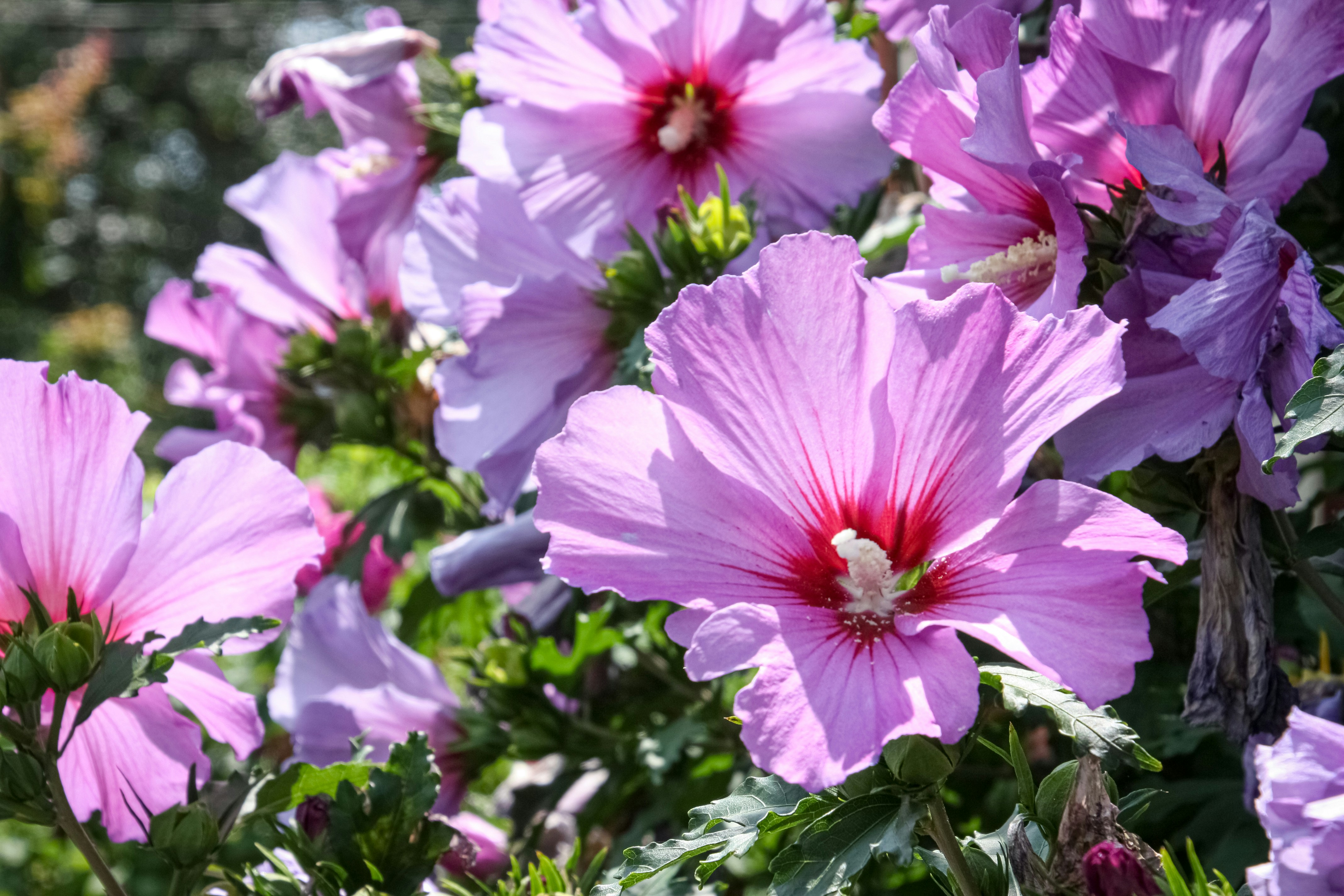 Beautiful, blooming purple hibiscus flowers in close-up. photo – Free Pink  flowers Image on Unsplash, image size:3000x2000