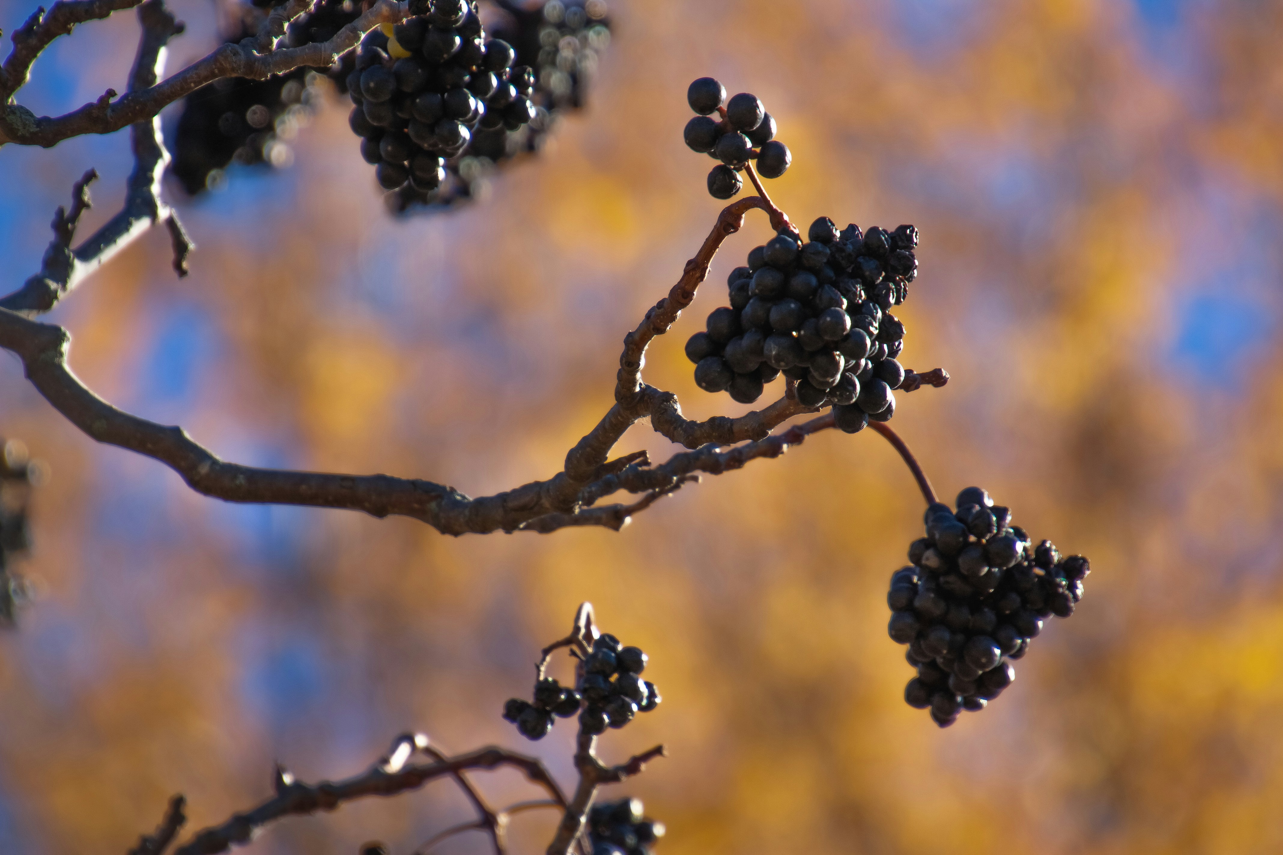 Photo by anthonyaird