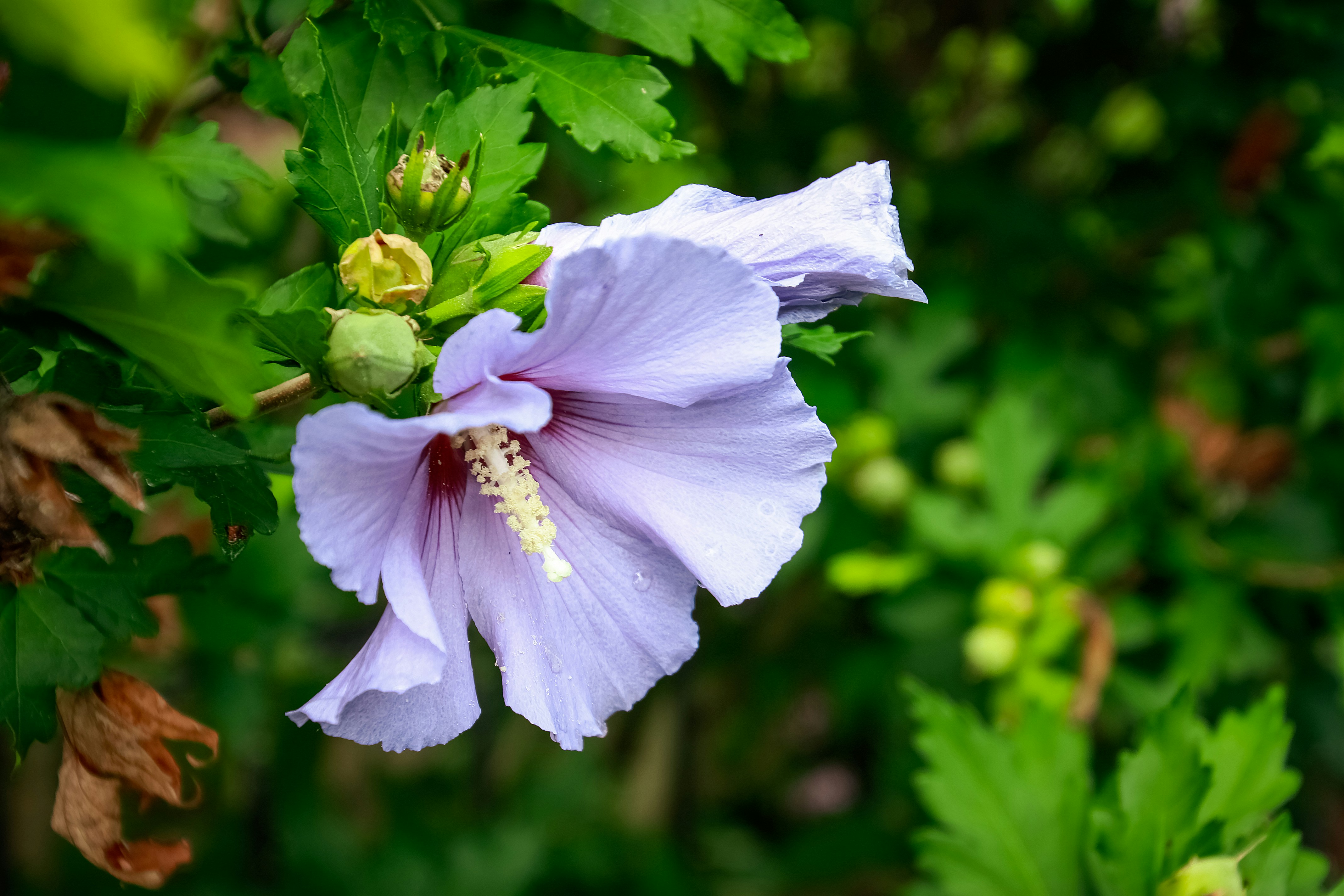 A delicate purple flower blooms amidst greenery. photo – Free Image on  Unsplash, image size:3000x2000