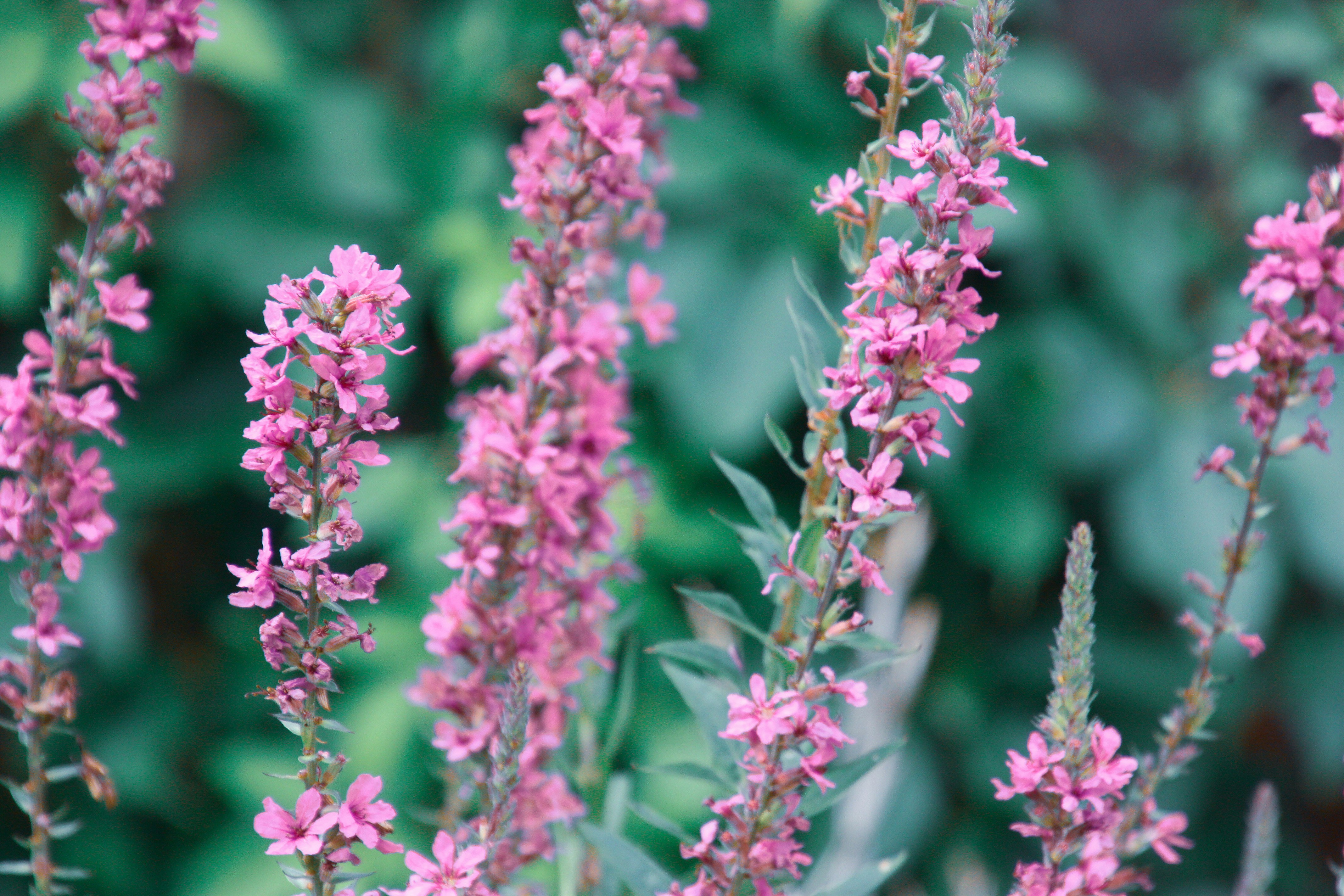 Photo by anthonyaird