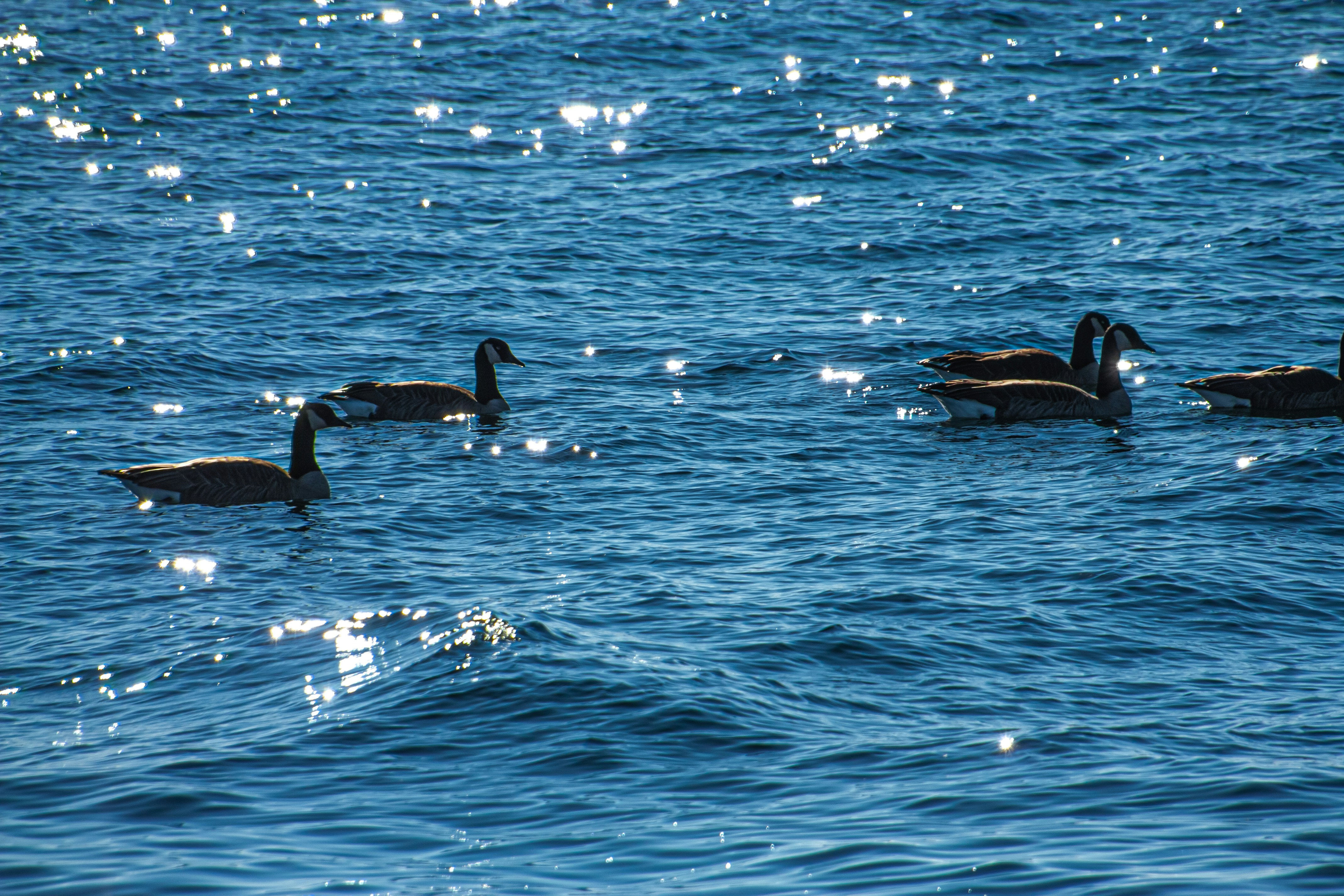 Photo by anthonyaird