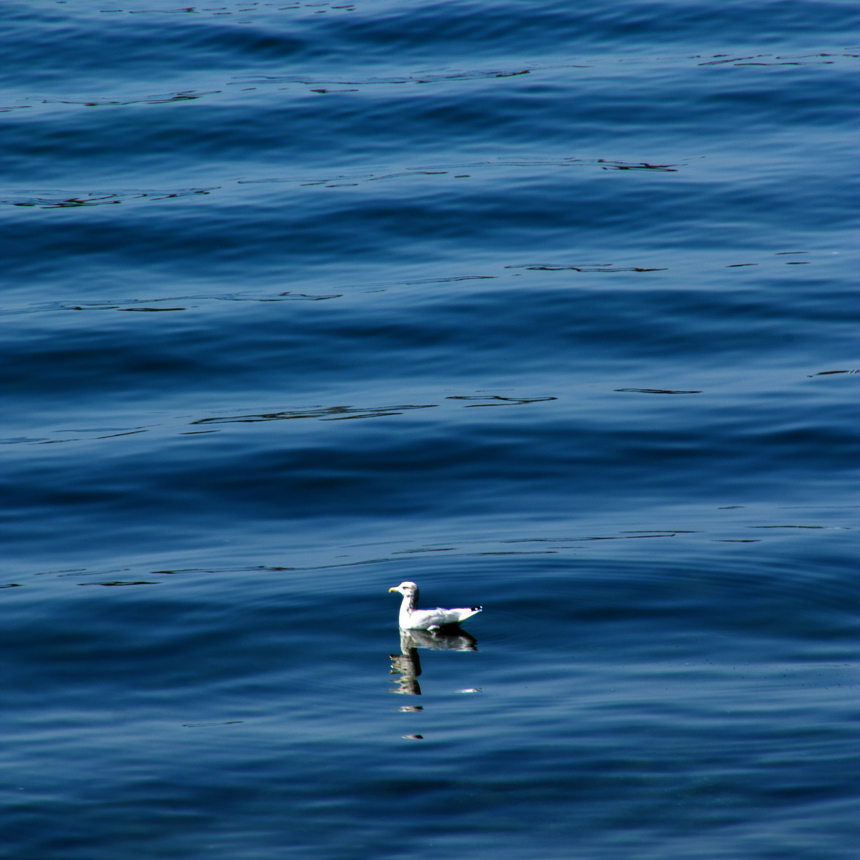 Photo by anthonyaird