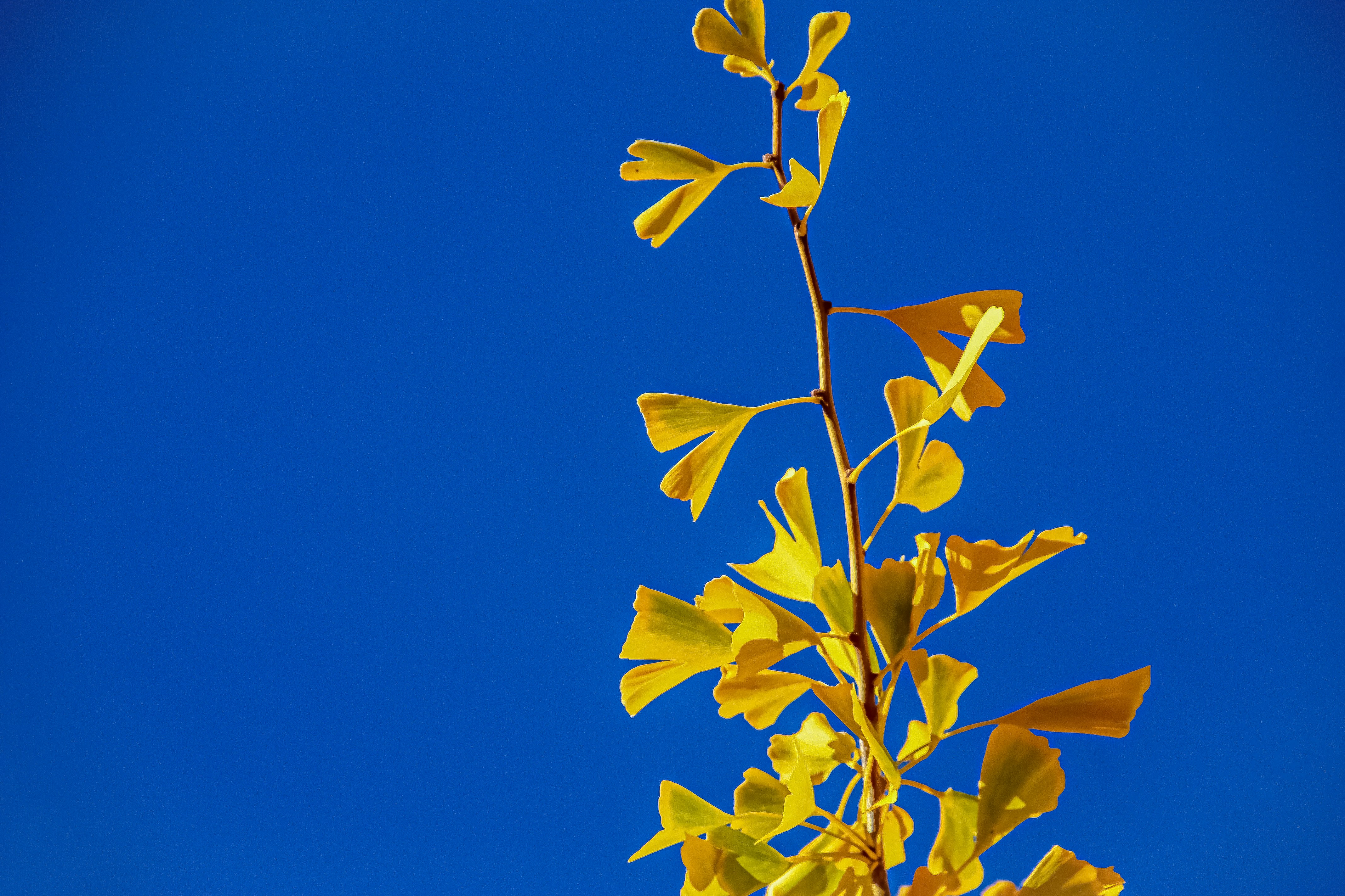 Photo by anthonyaird