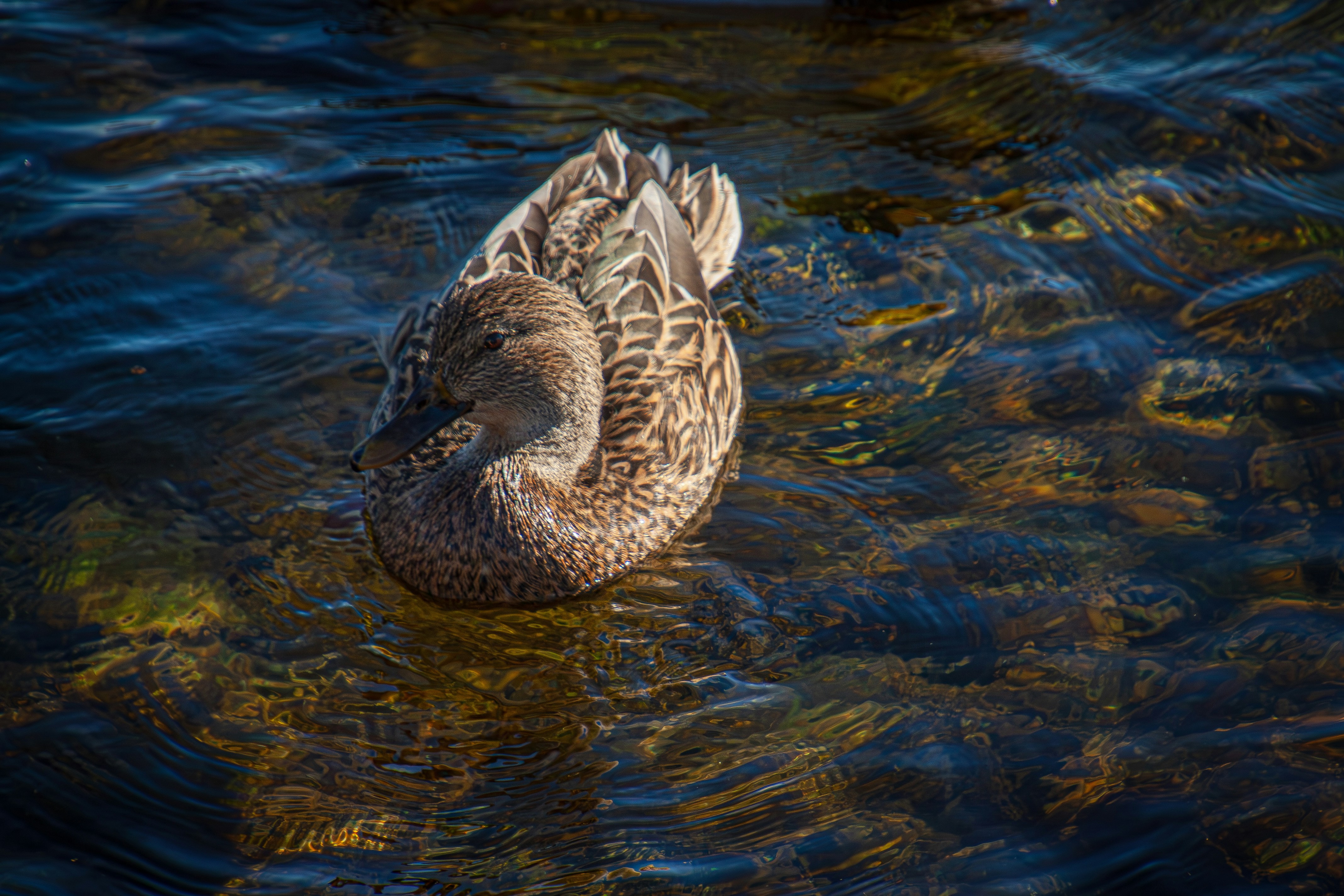 Photo by anthonyaird