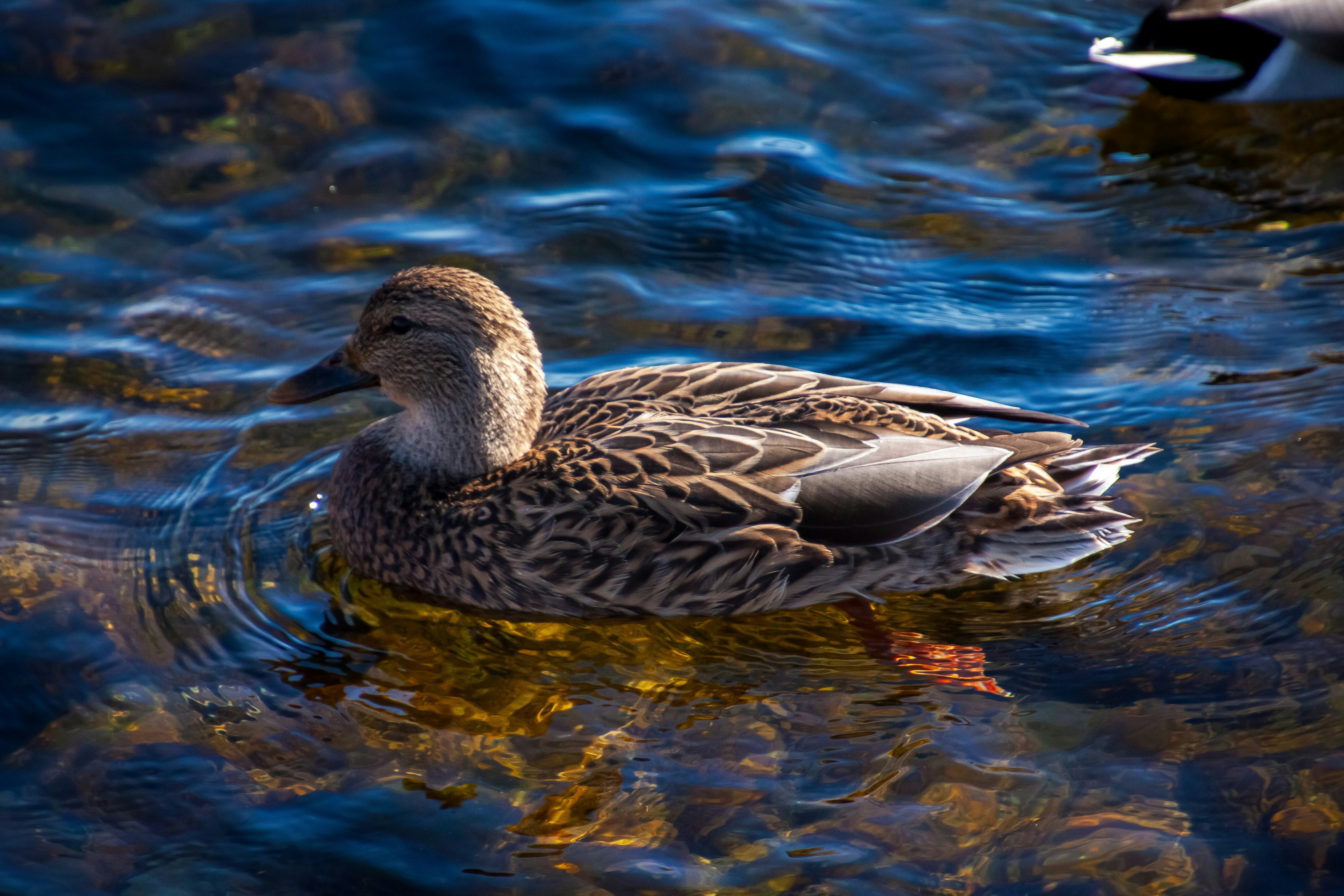 Photo by anthonyaird