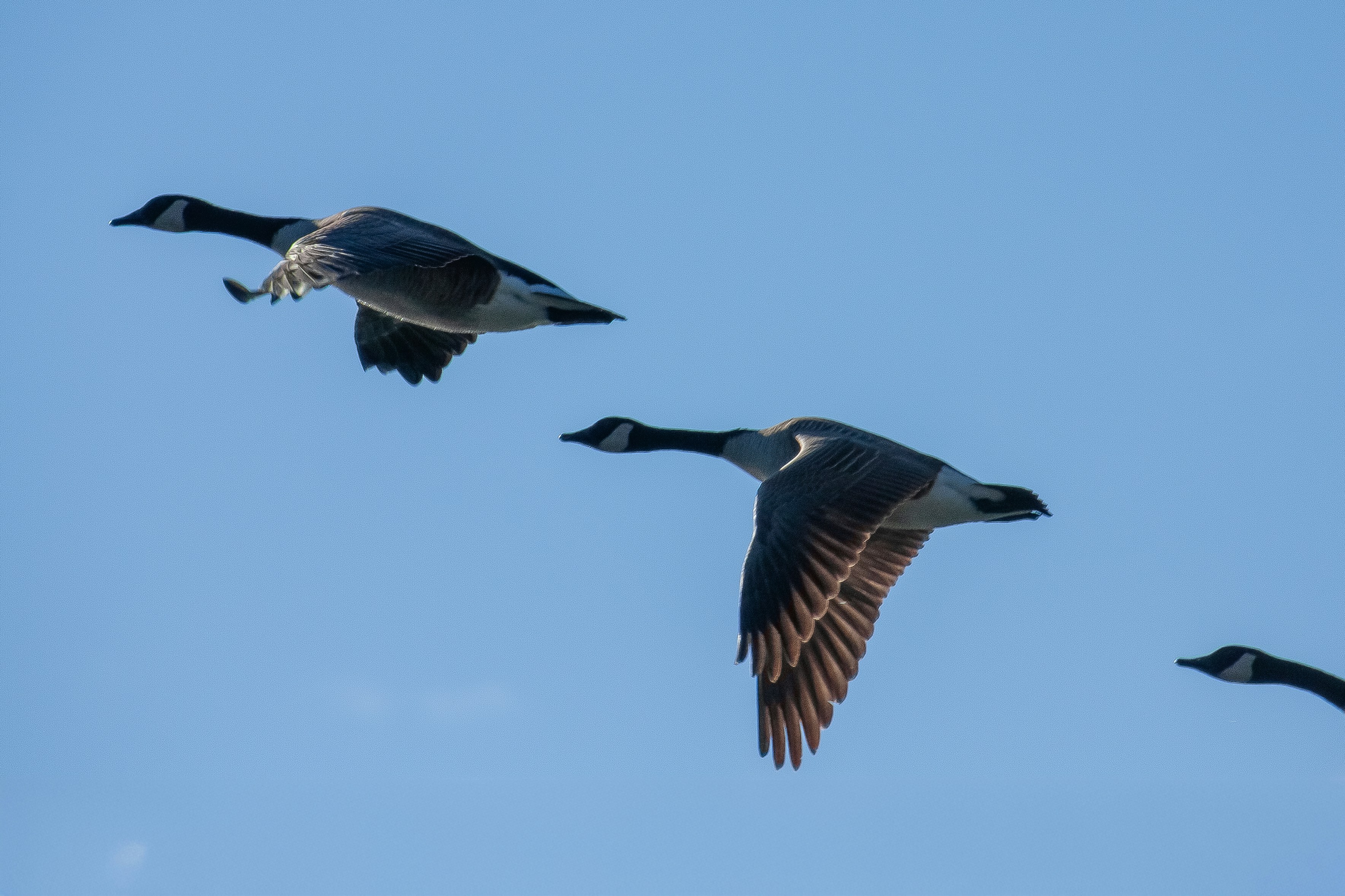 Photo by anthonyaird