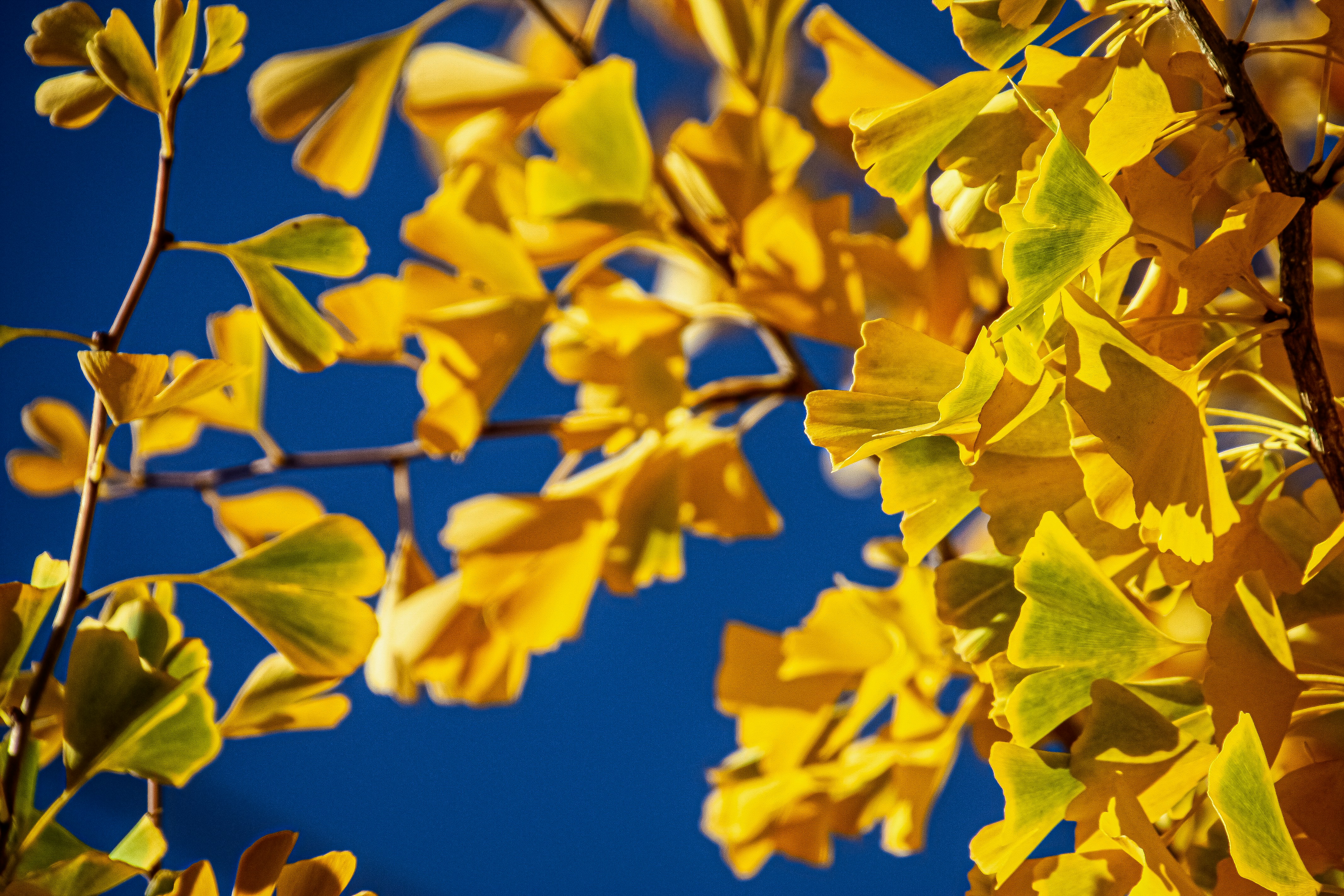 Photo by anthonyaird