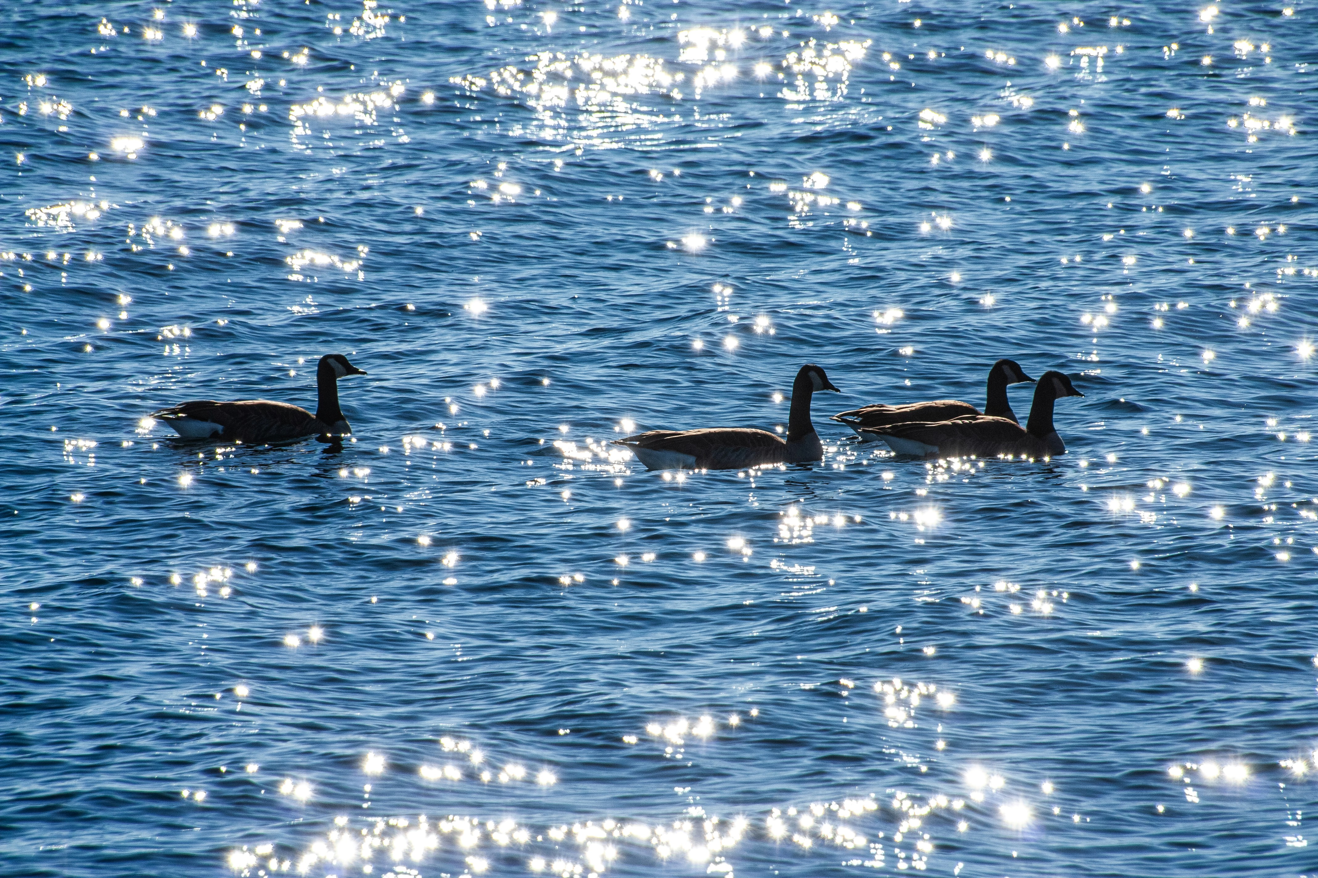 Photo by anthonyaird