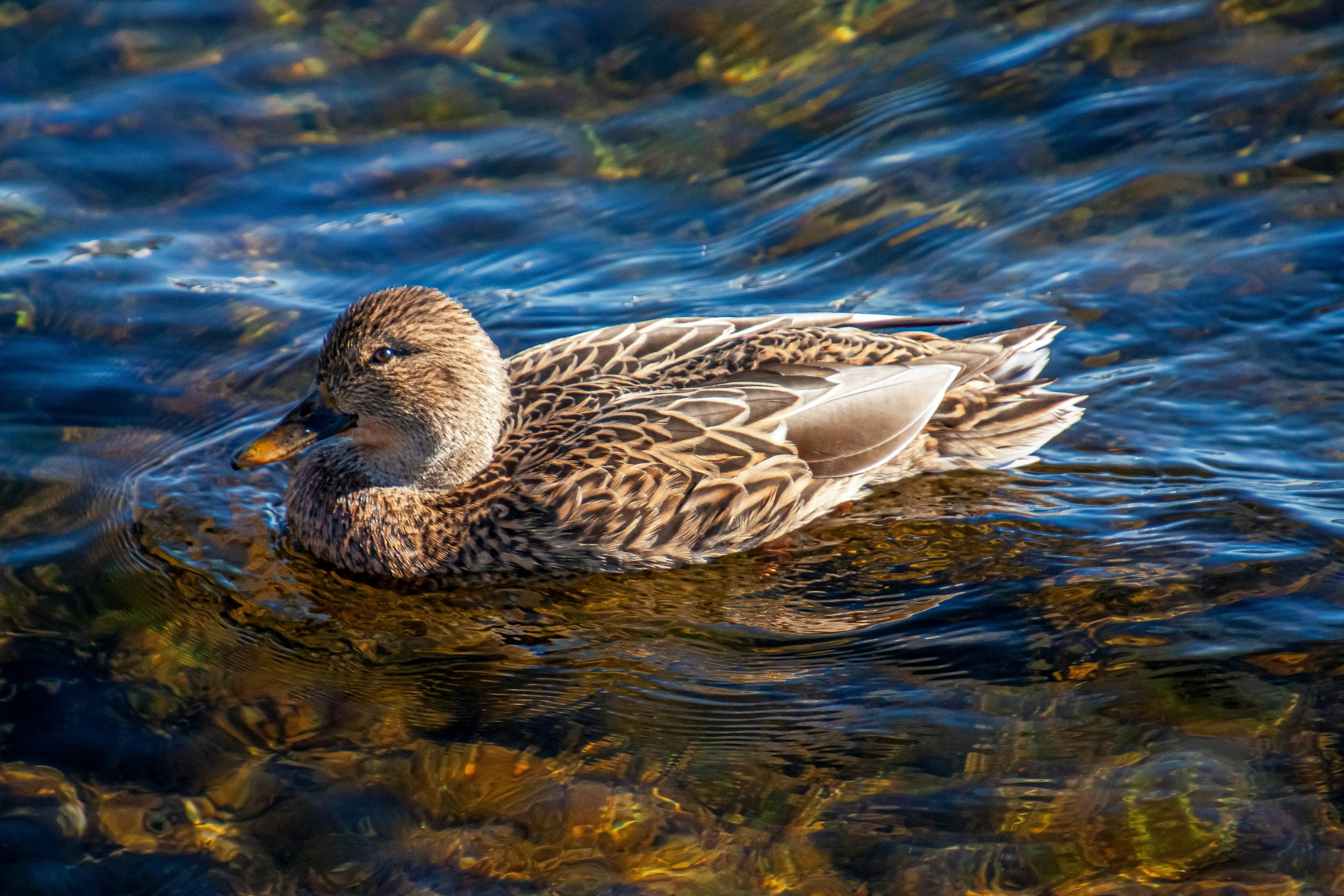 Photo by anthonyaird