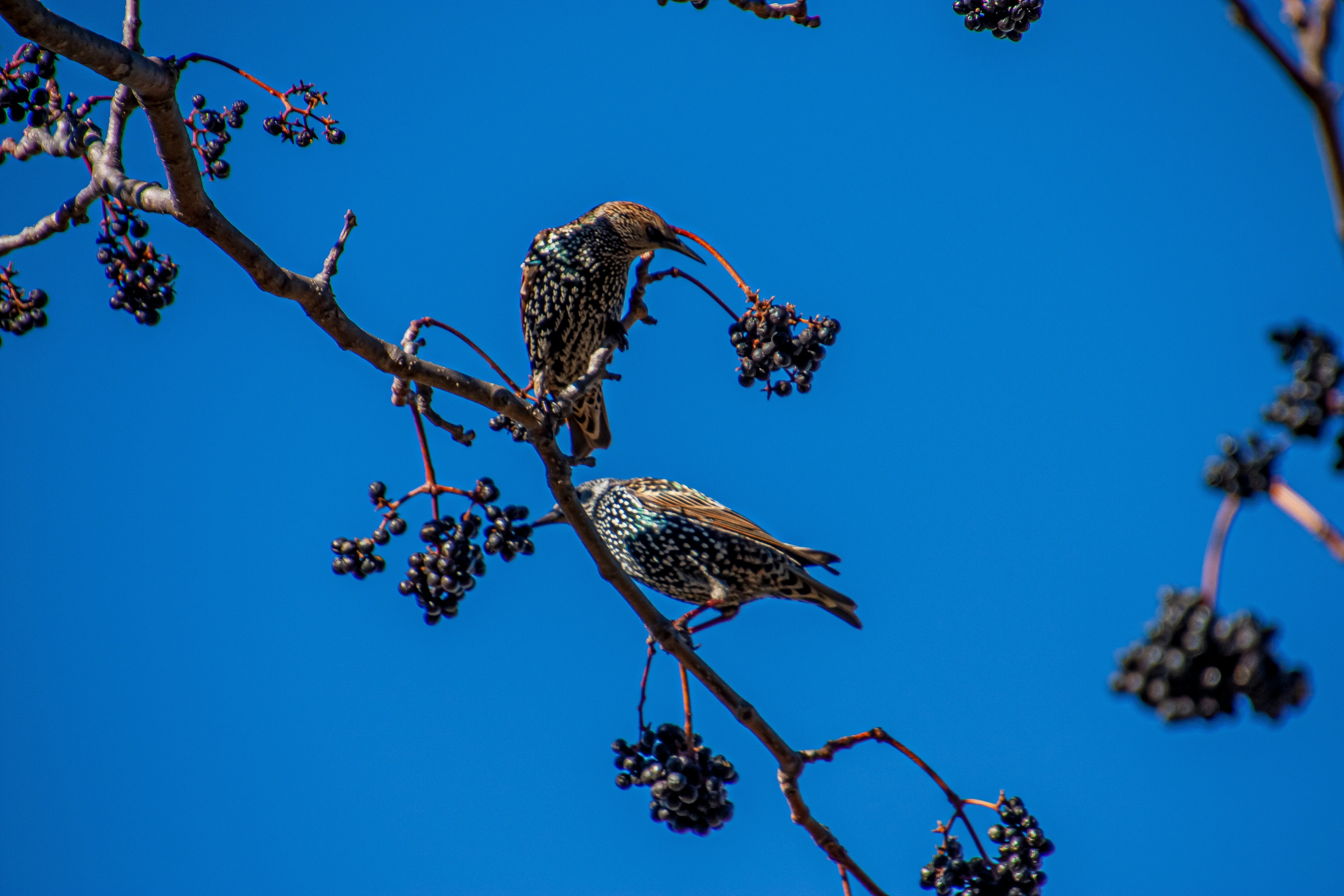 Birds are eating berries from a tree branch.