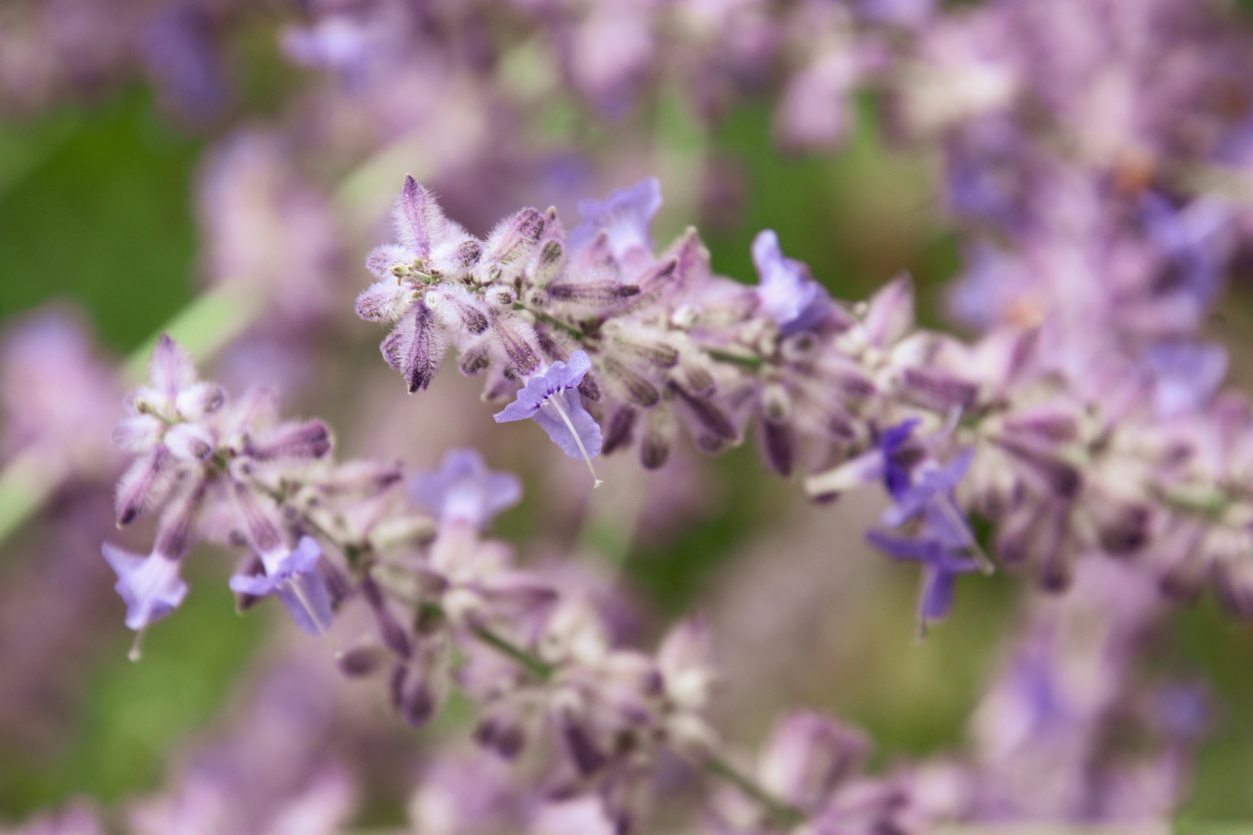 Photo by anthonyaird