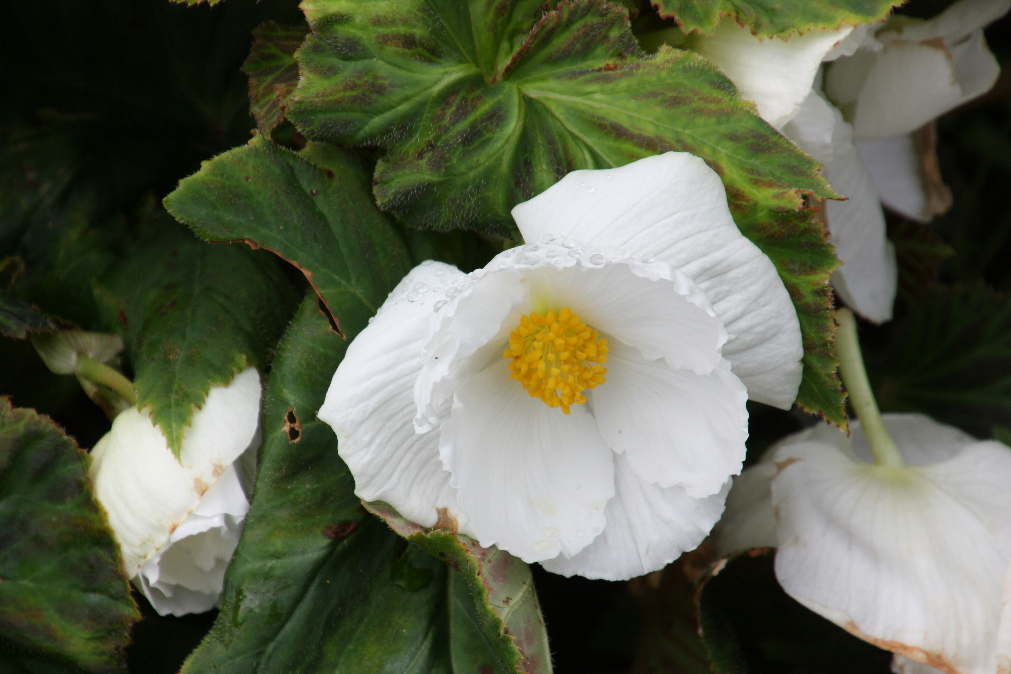 Photo by anthonyaird