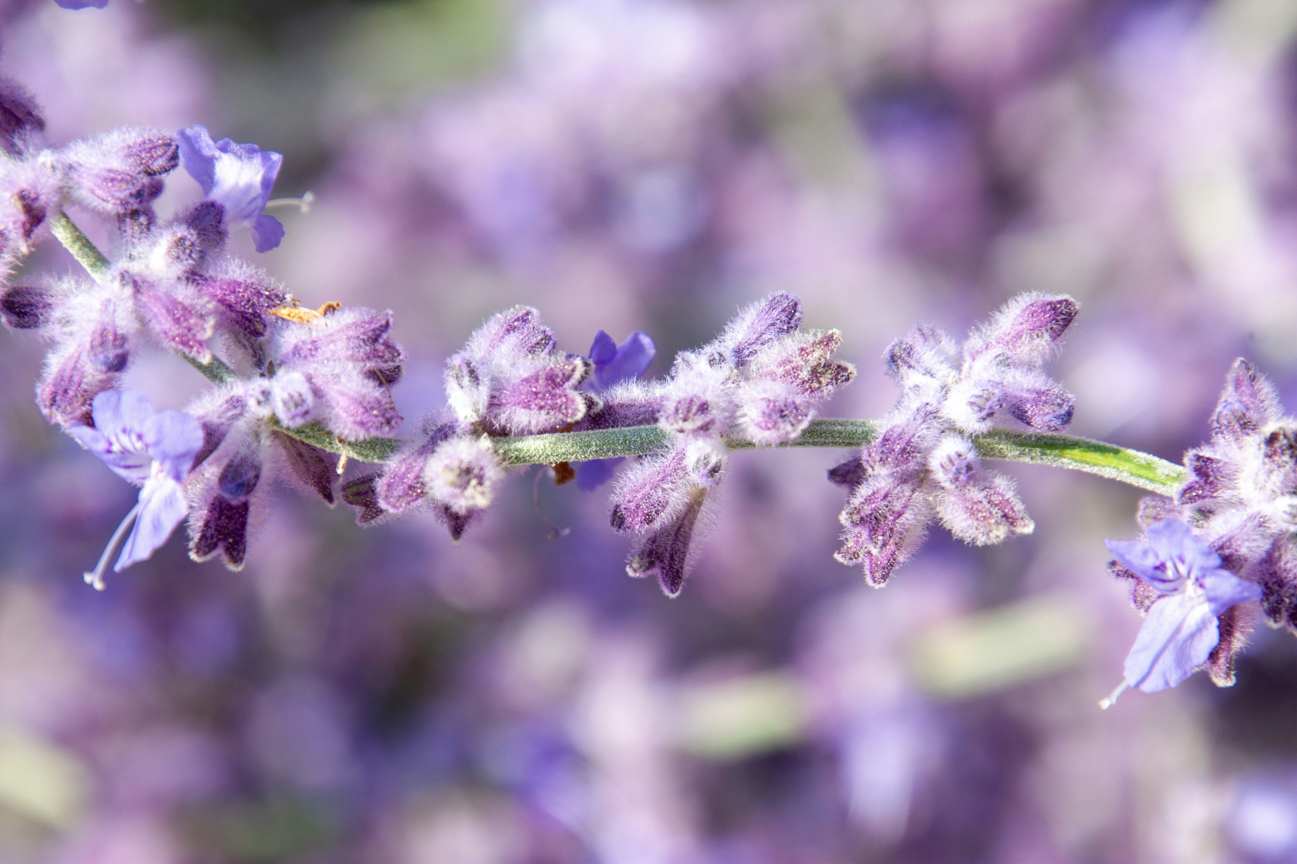 Photo by anthonyaird