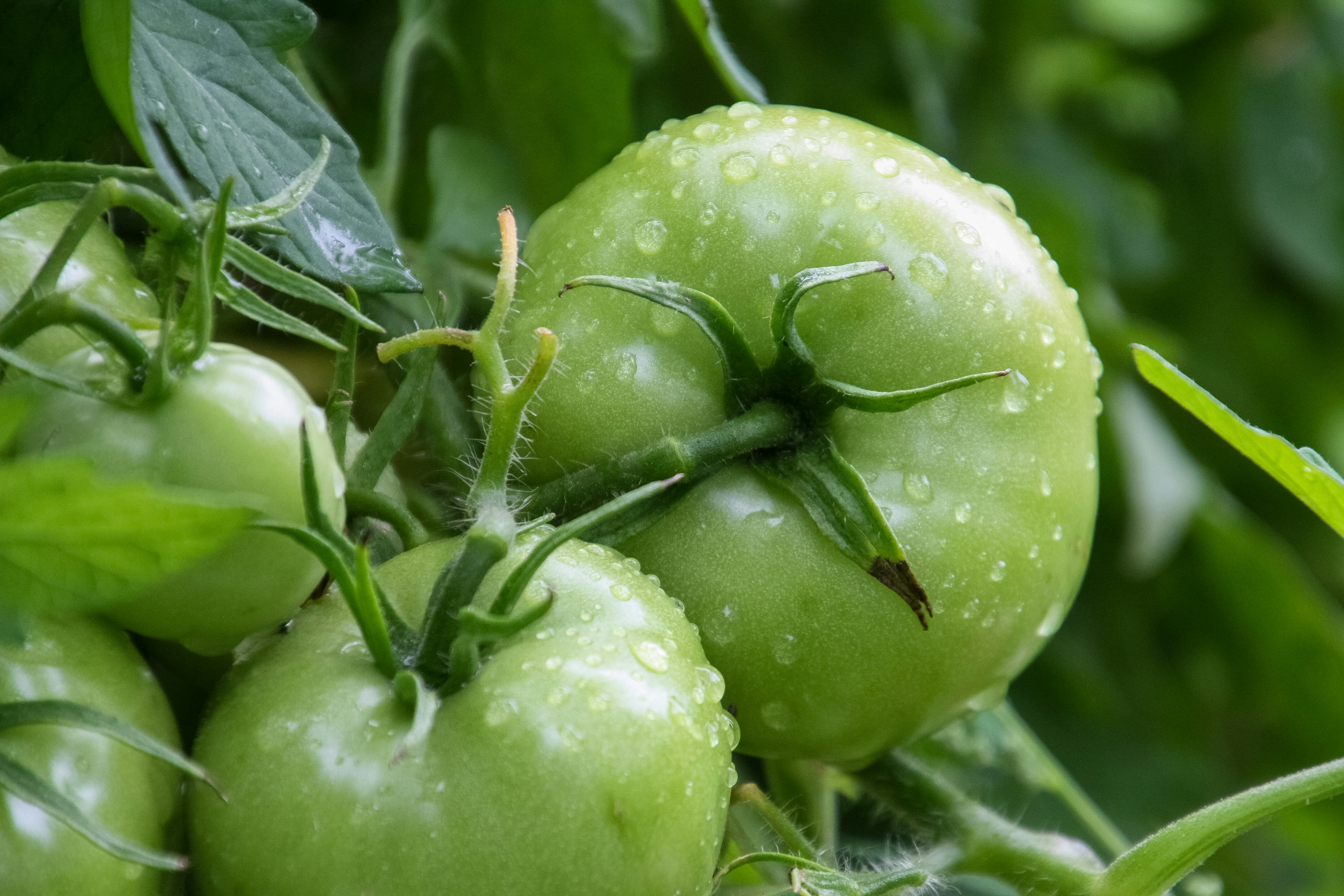 Photo by anthonyaird