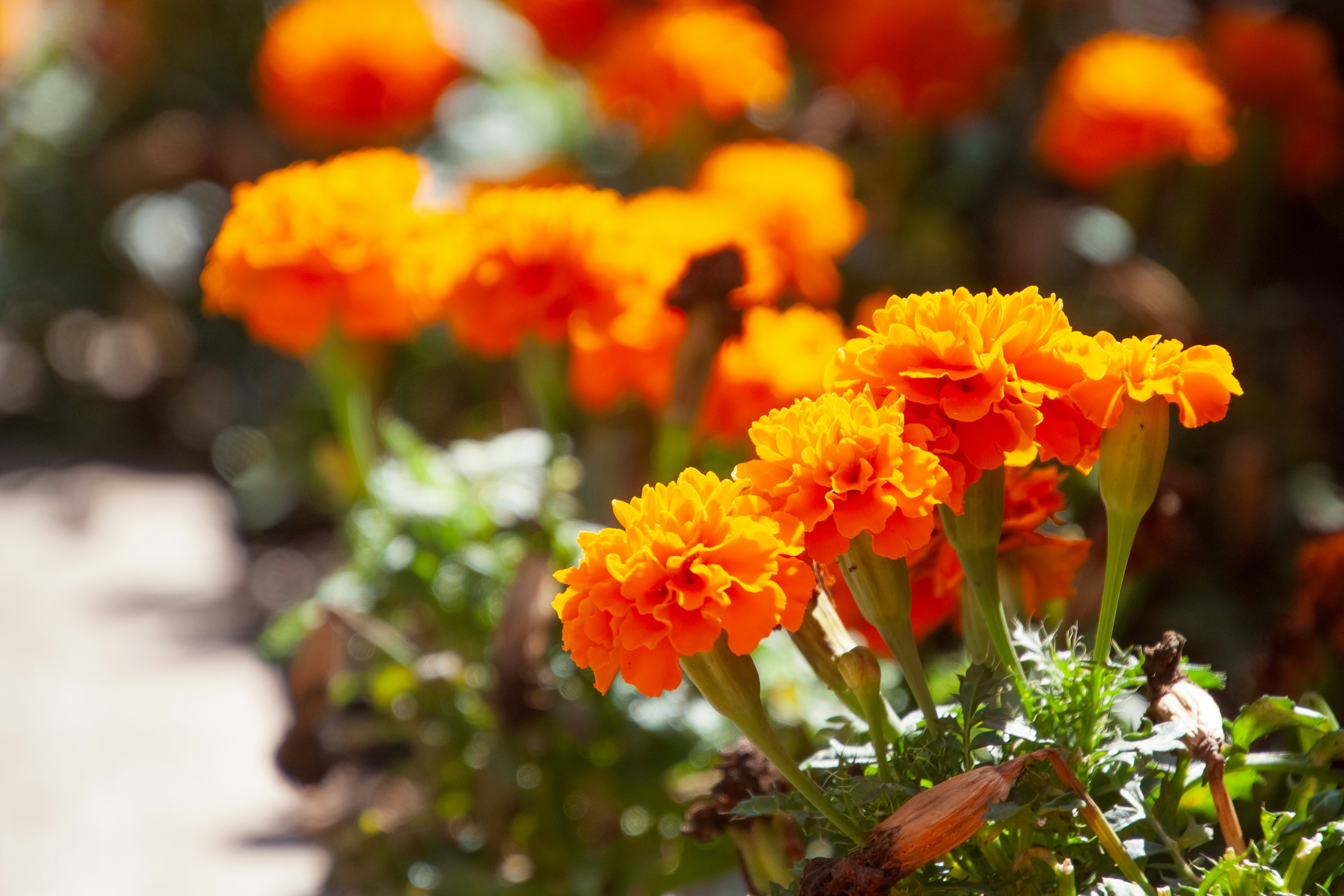 Photo by anthonyaird