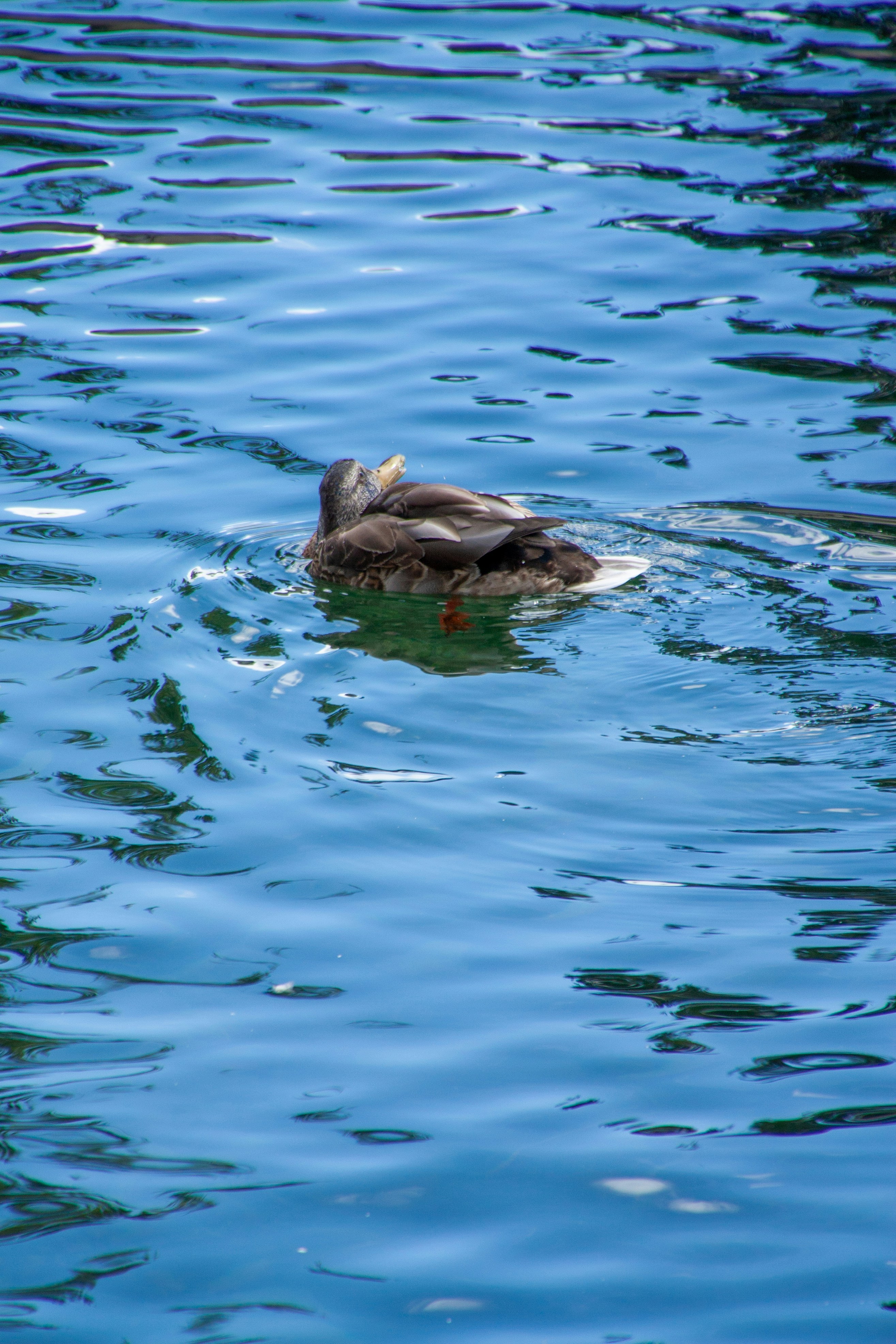 Photo by anthonyaird