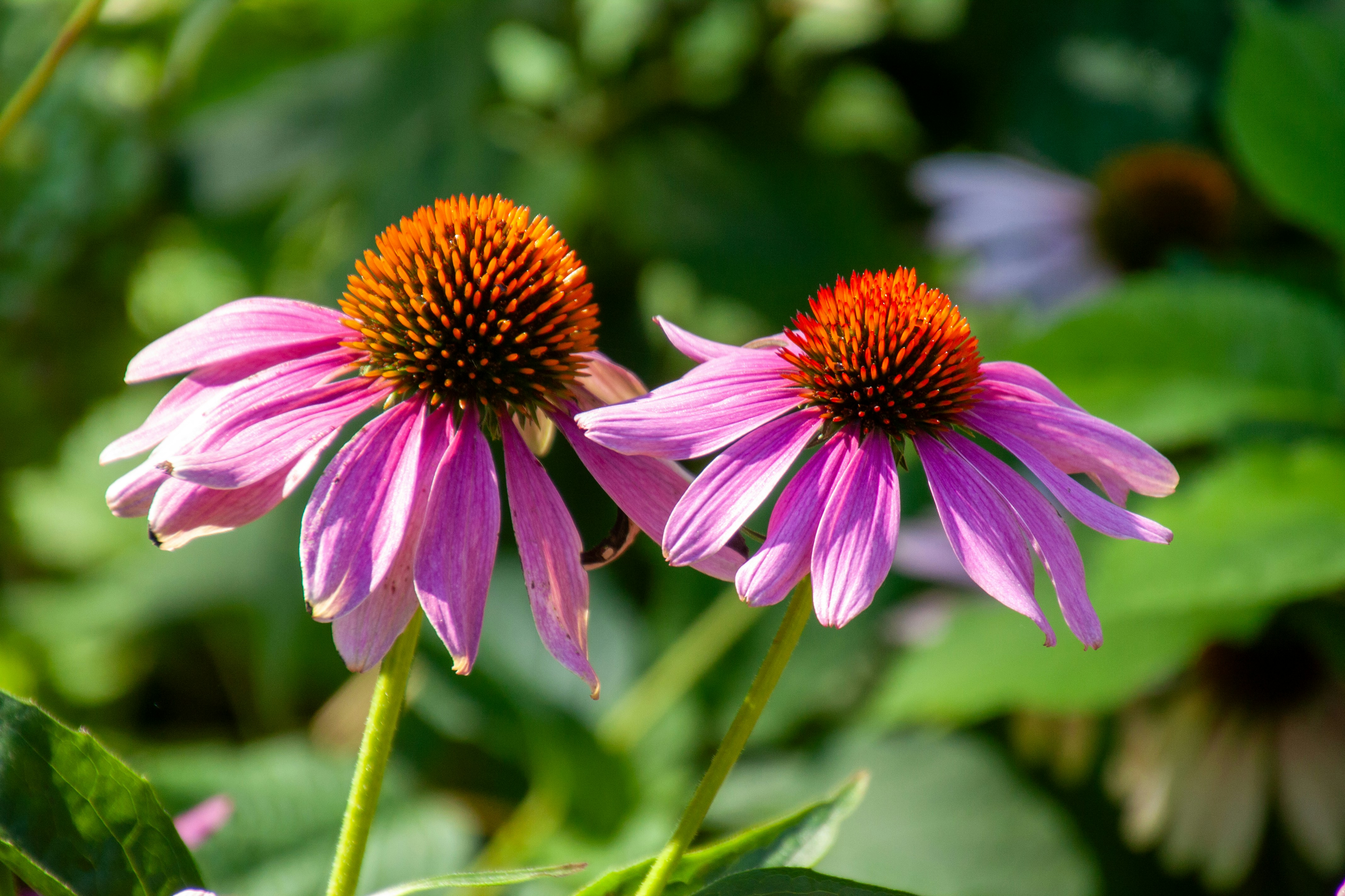 Photo by anthonyaird