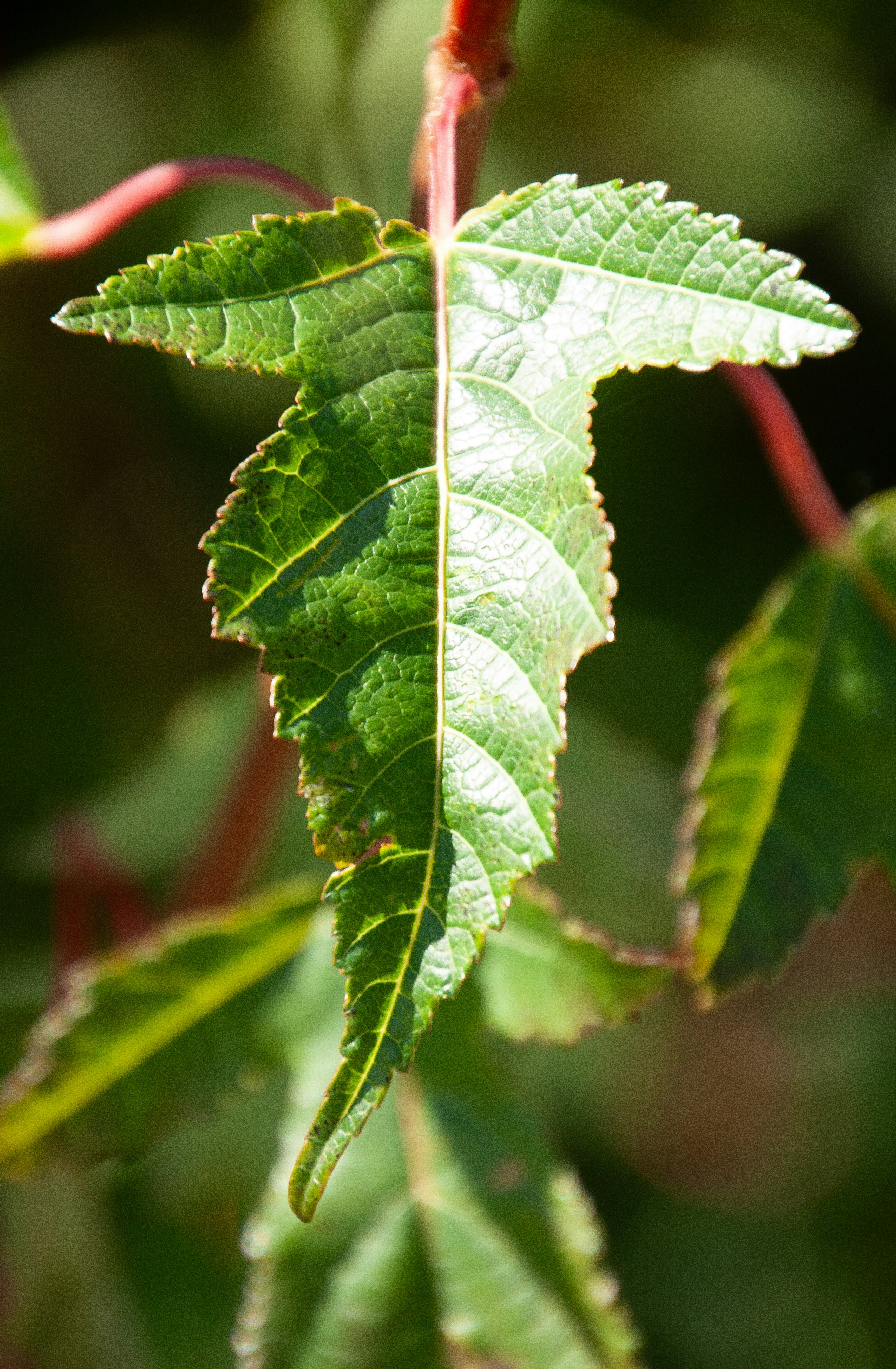 Photo by anthonyaird