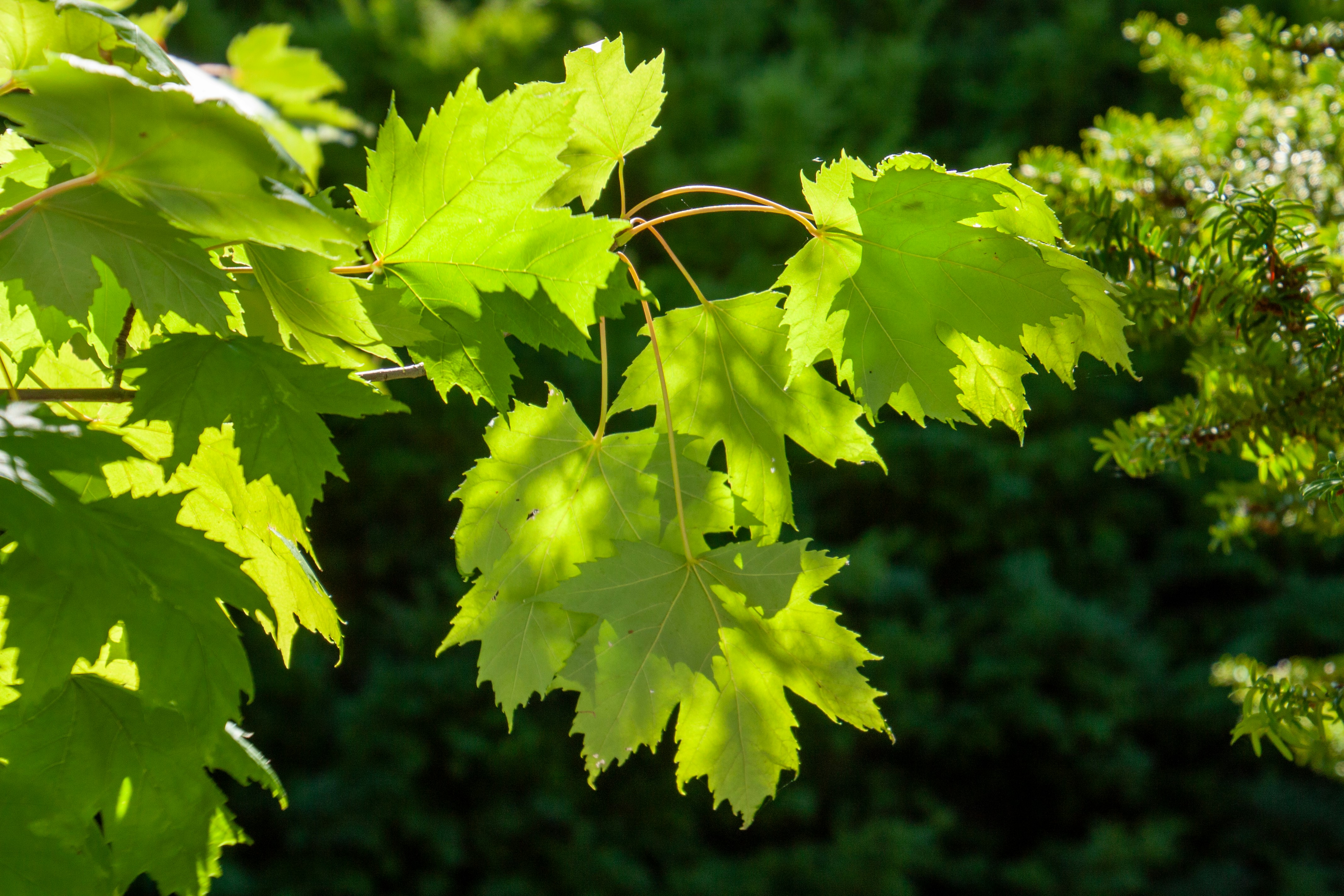 Photo by anthonyaird