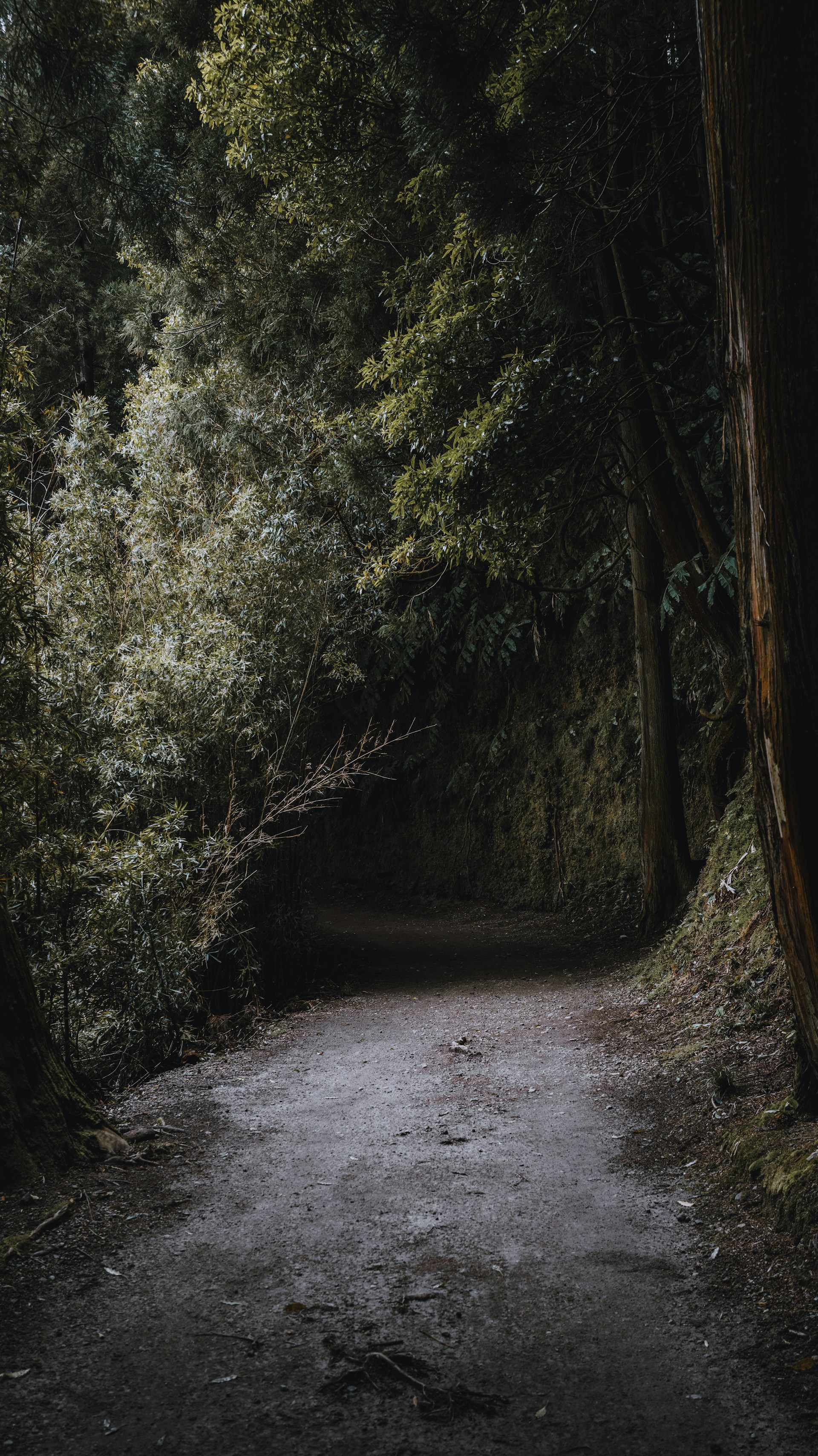 A dark path winding through a forest.