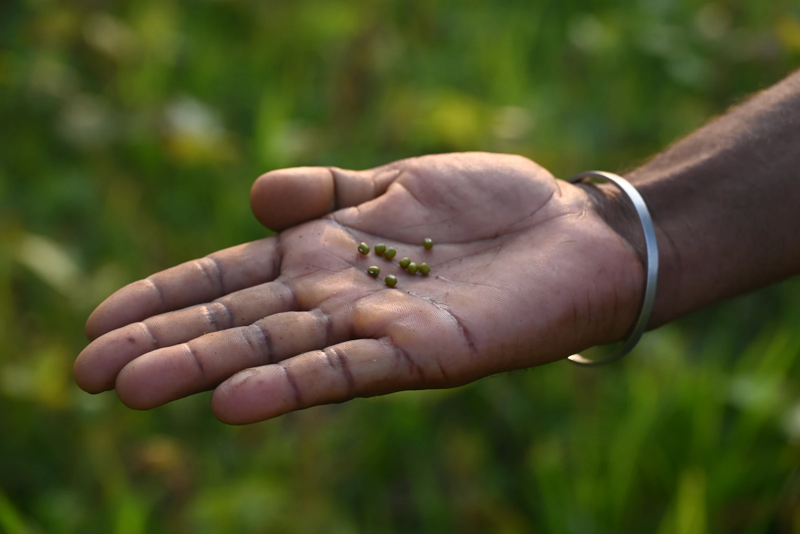 A hand holding a small pile of seeds, ready to sow