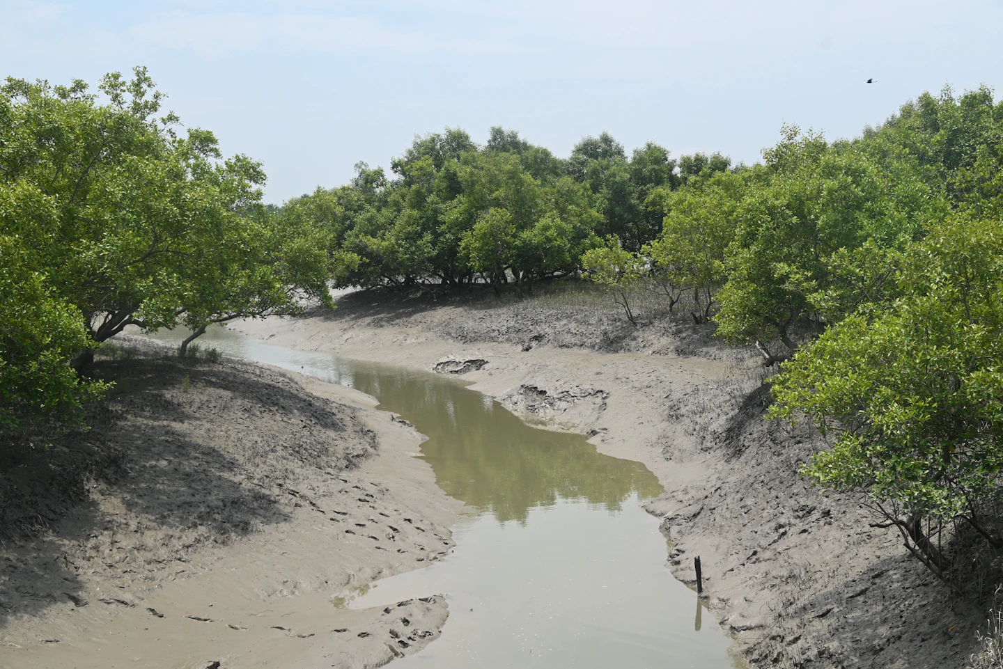 A calm river channel winding between dense green mangrove forest
