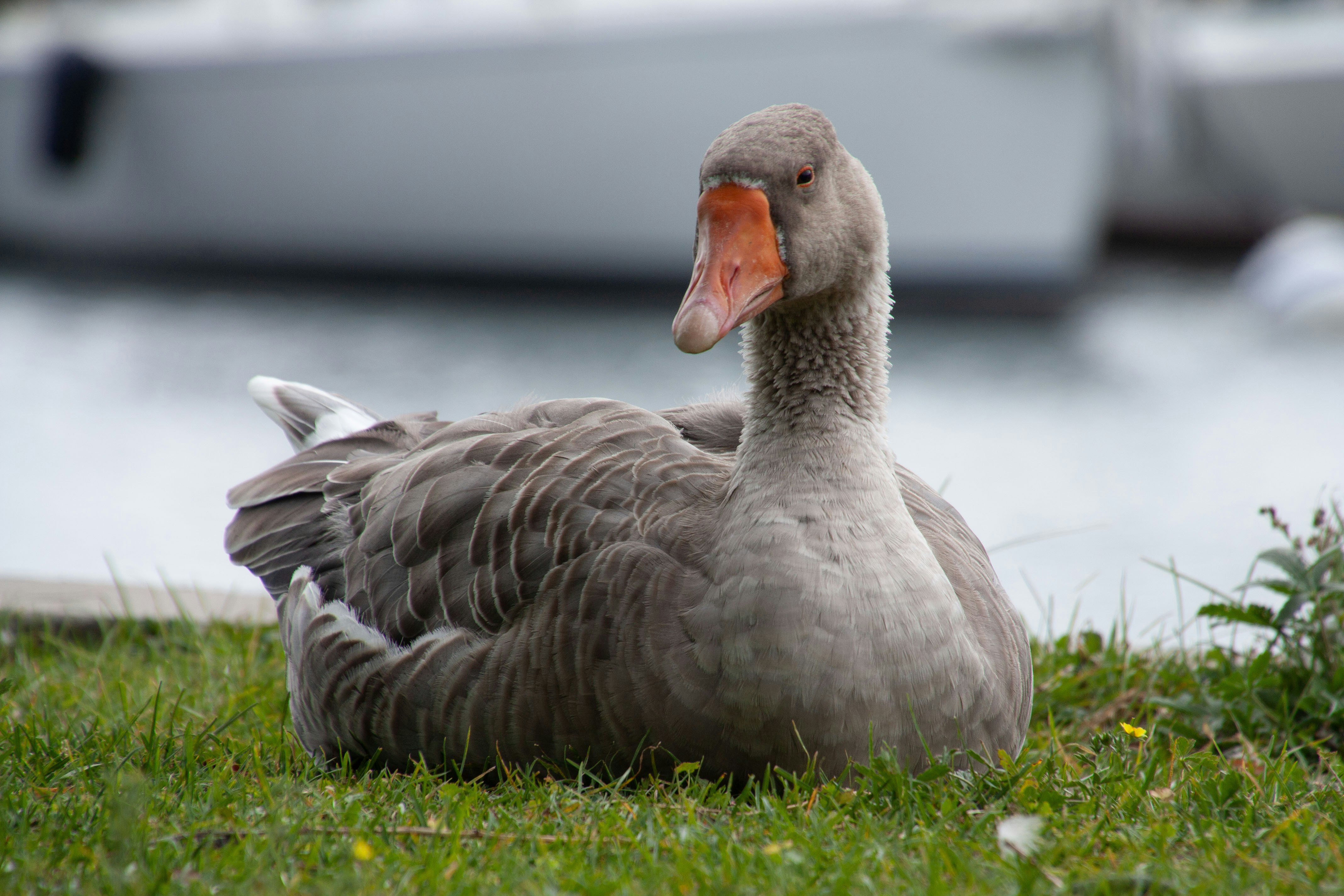 Photo by anthonyaird