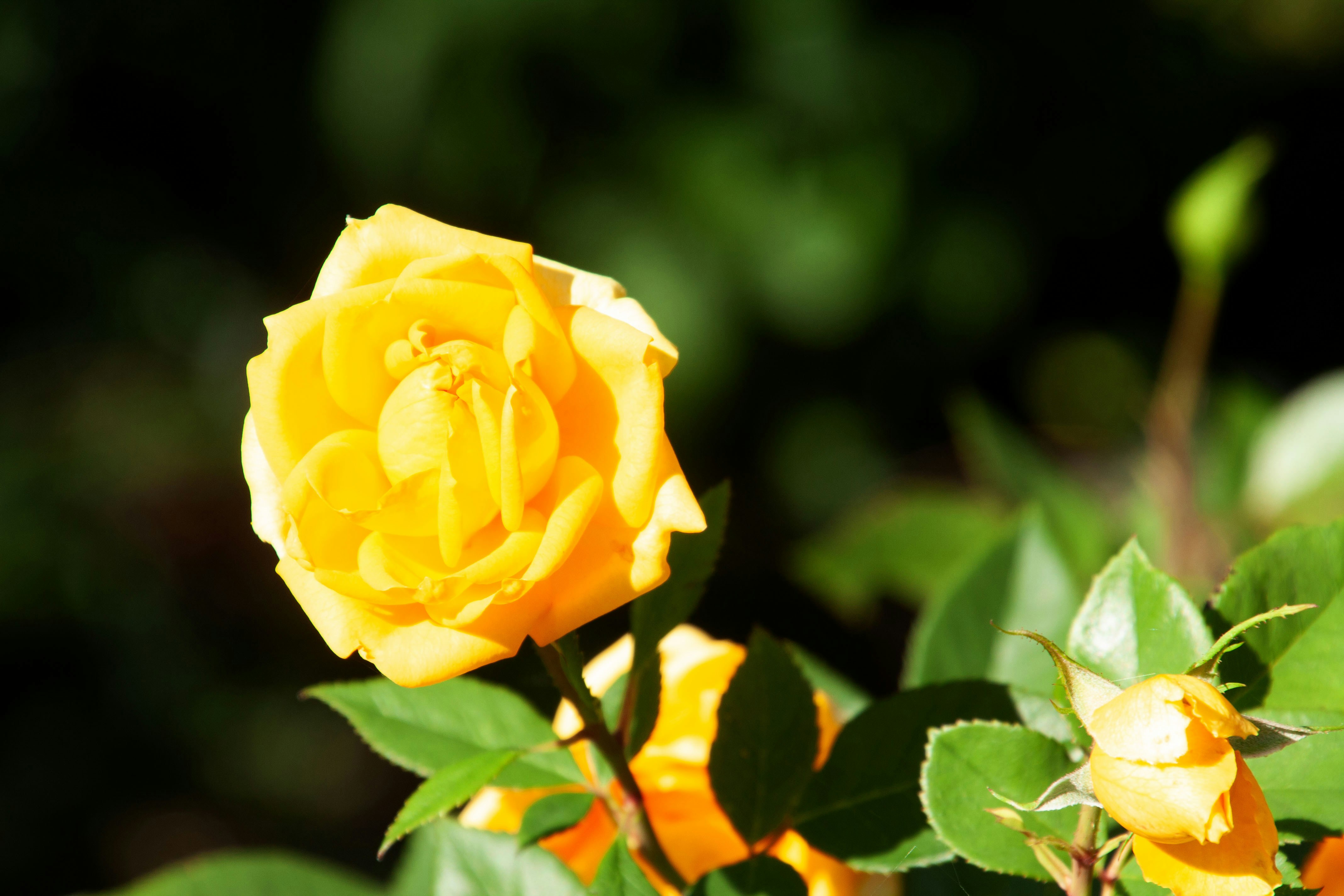 A beautiful yellow rose blooms in the sunlight. photo – Free Yellow rose  Image on Unsplash, image size:3000x2000