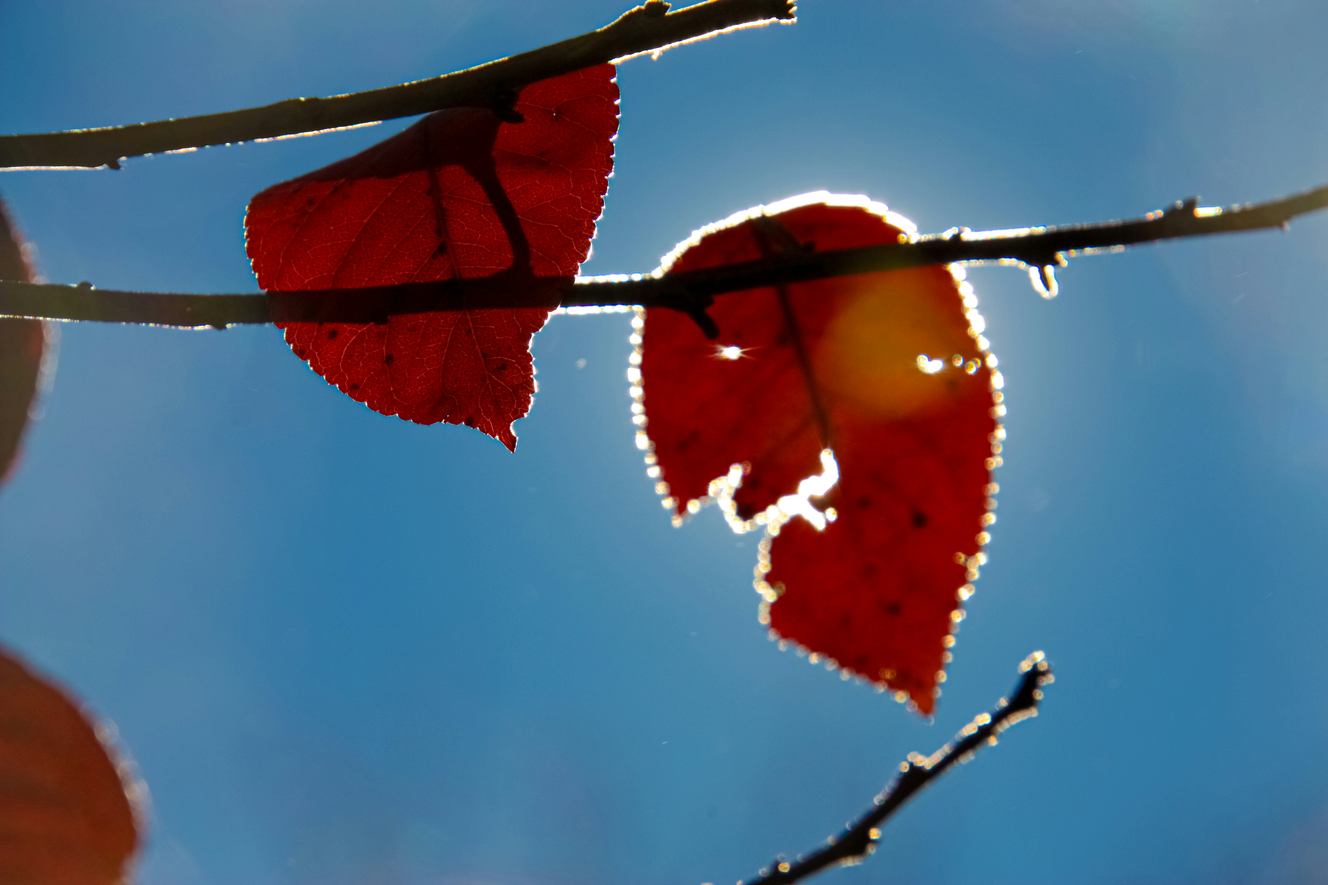 Des feuilles rouges brillent sur un ciel bleu vif.