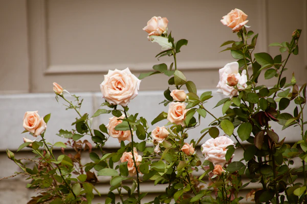 rose growing