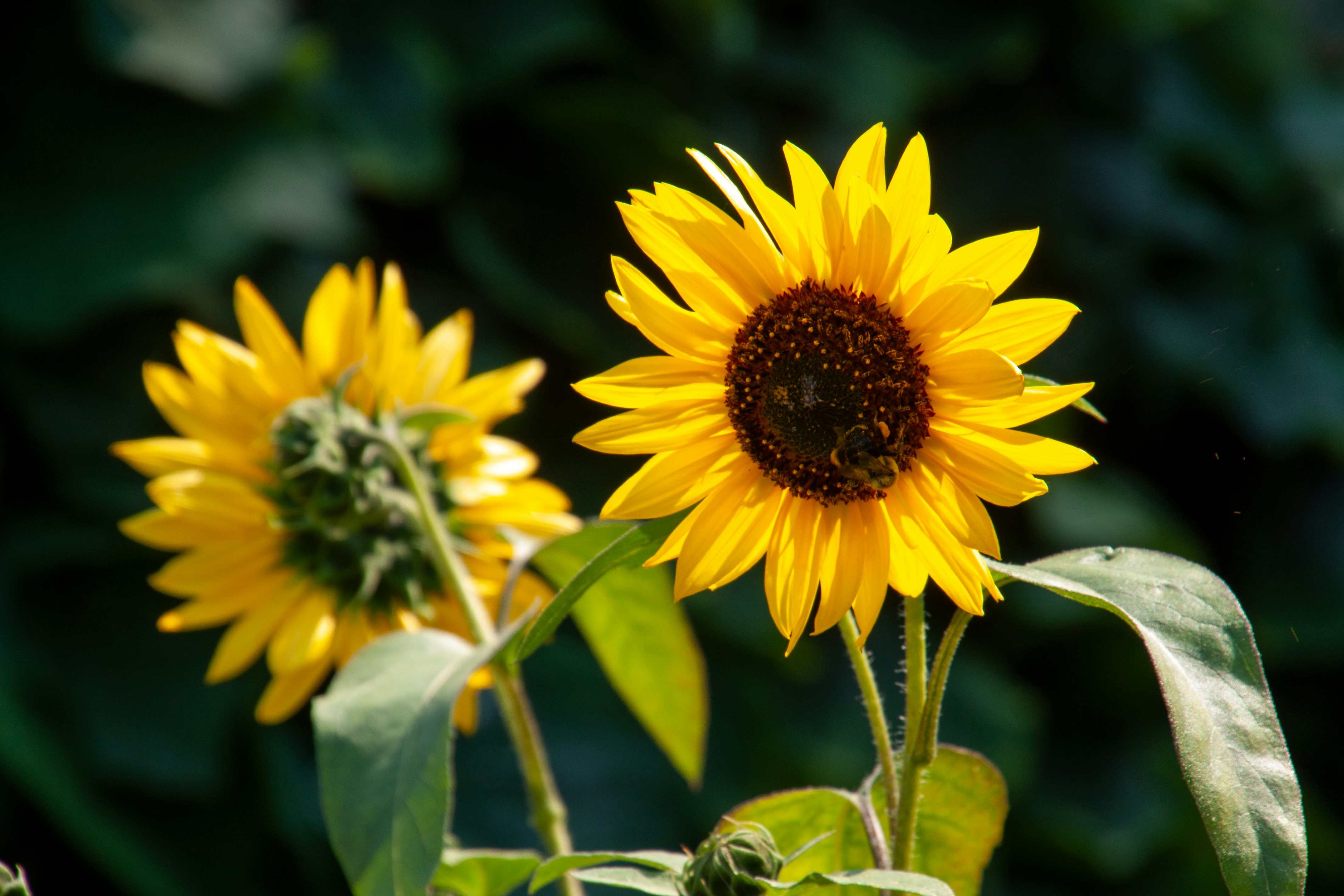 Photo by anthonyaird