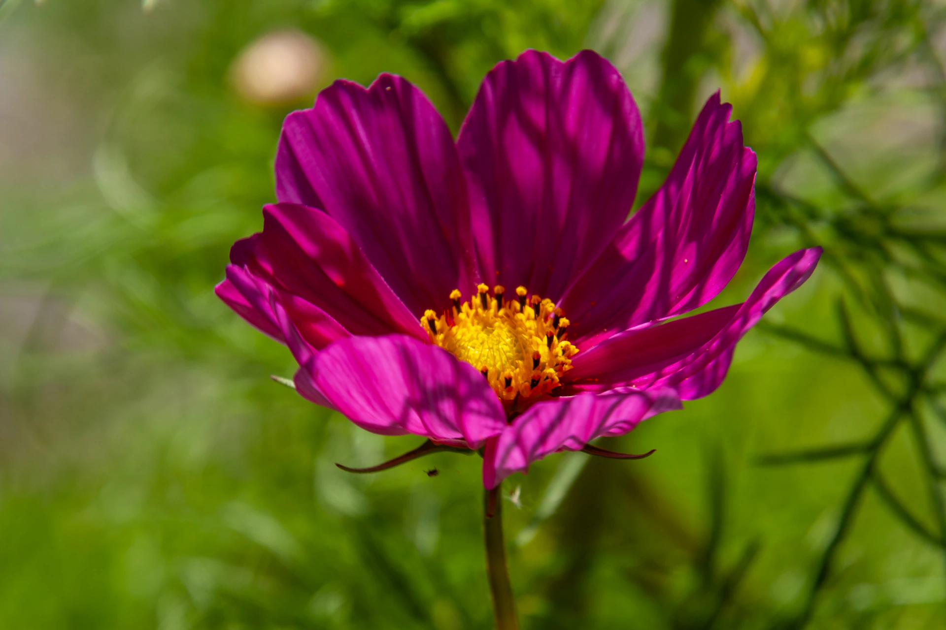 A vibrant purple flower blooms beautifully.