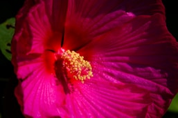 A vibrant red hibiscus flower in full bloom.