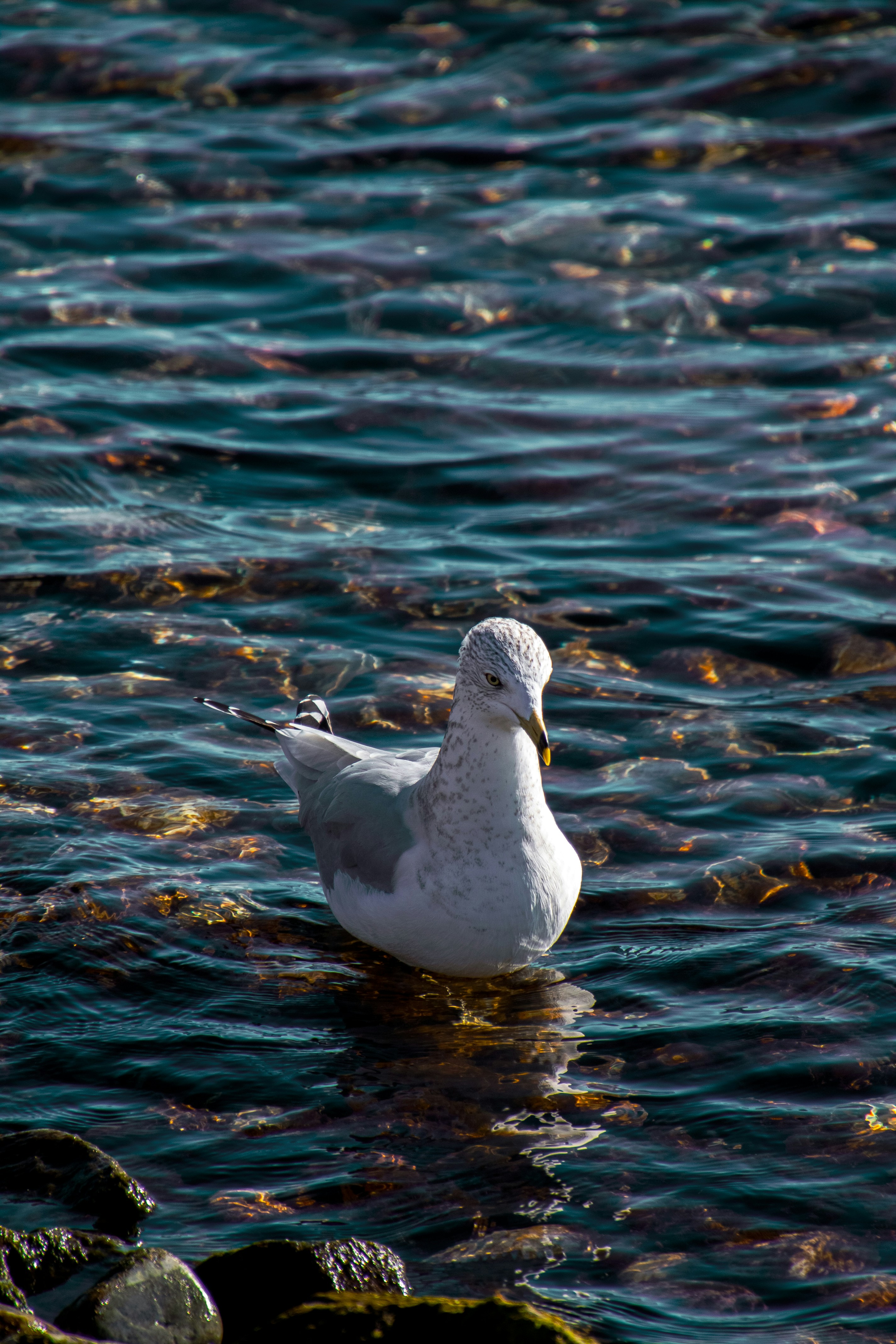 Photo by anthonyaird