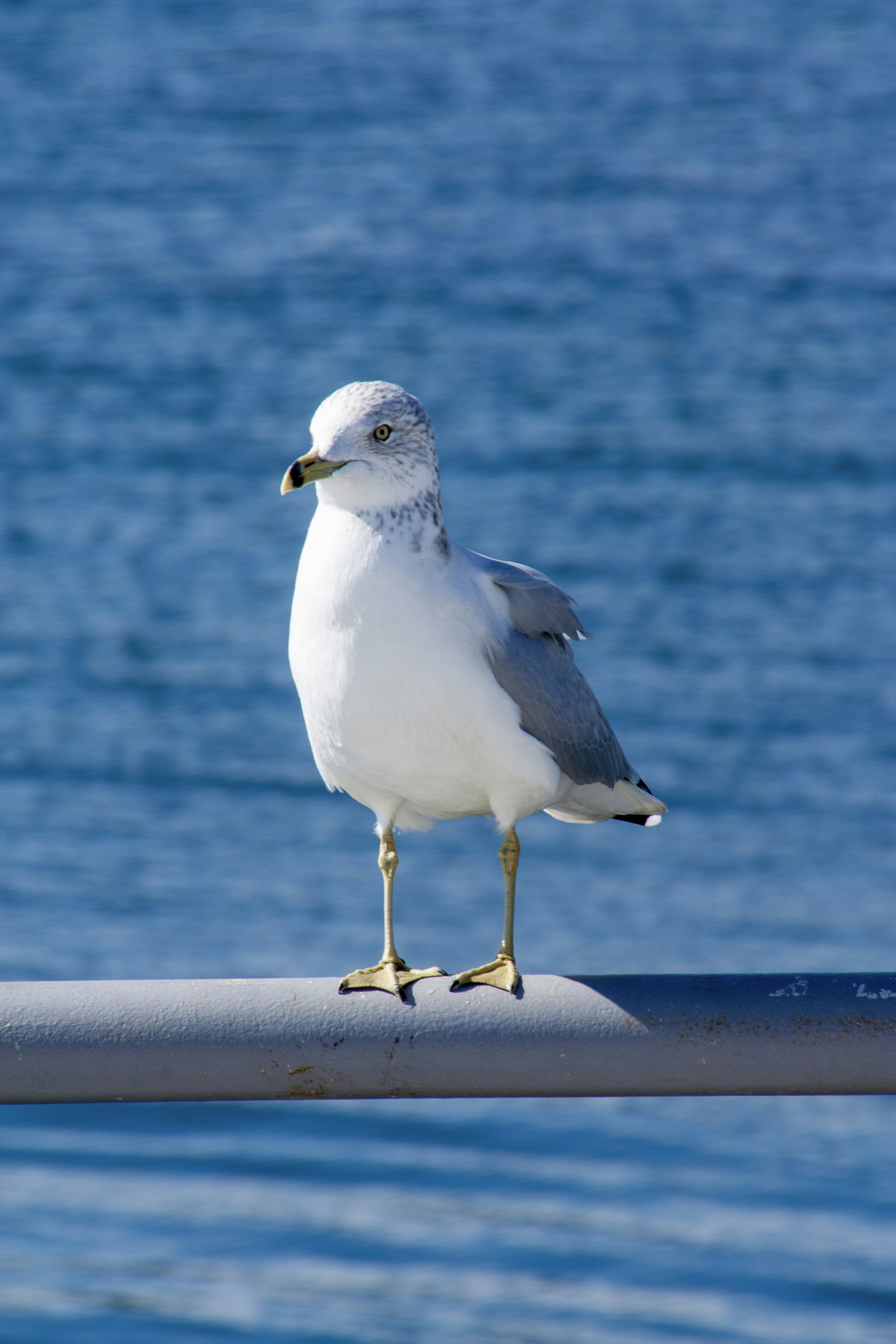 Photo by anthonyaird