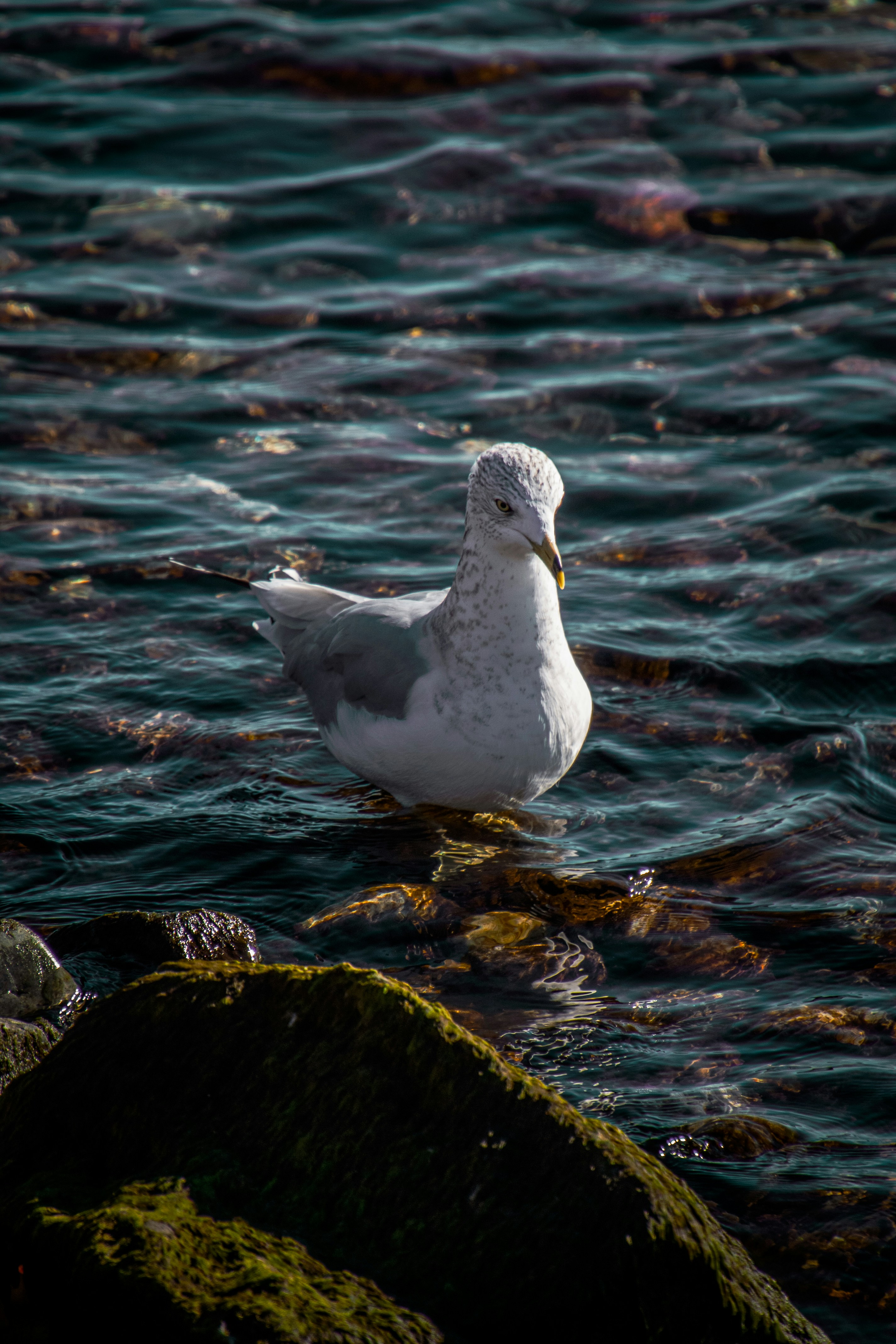 Photo by anthonyaird