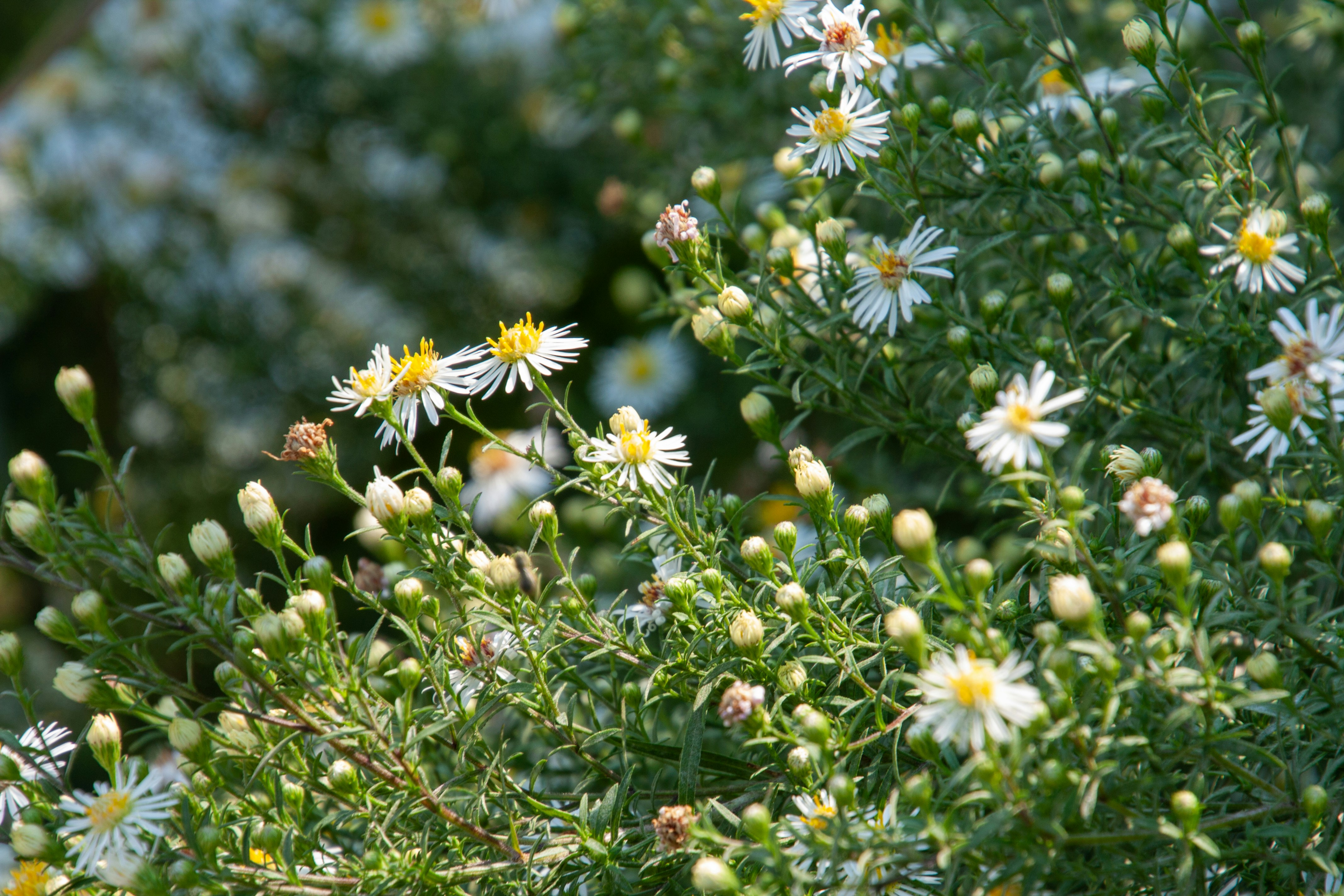 Photo by anthonyaird