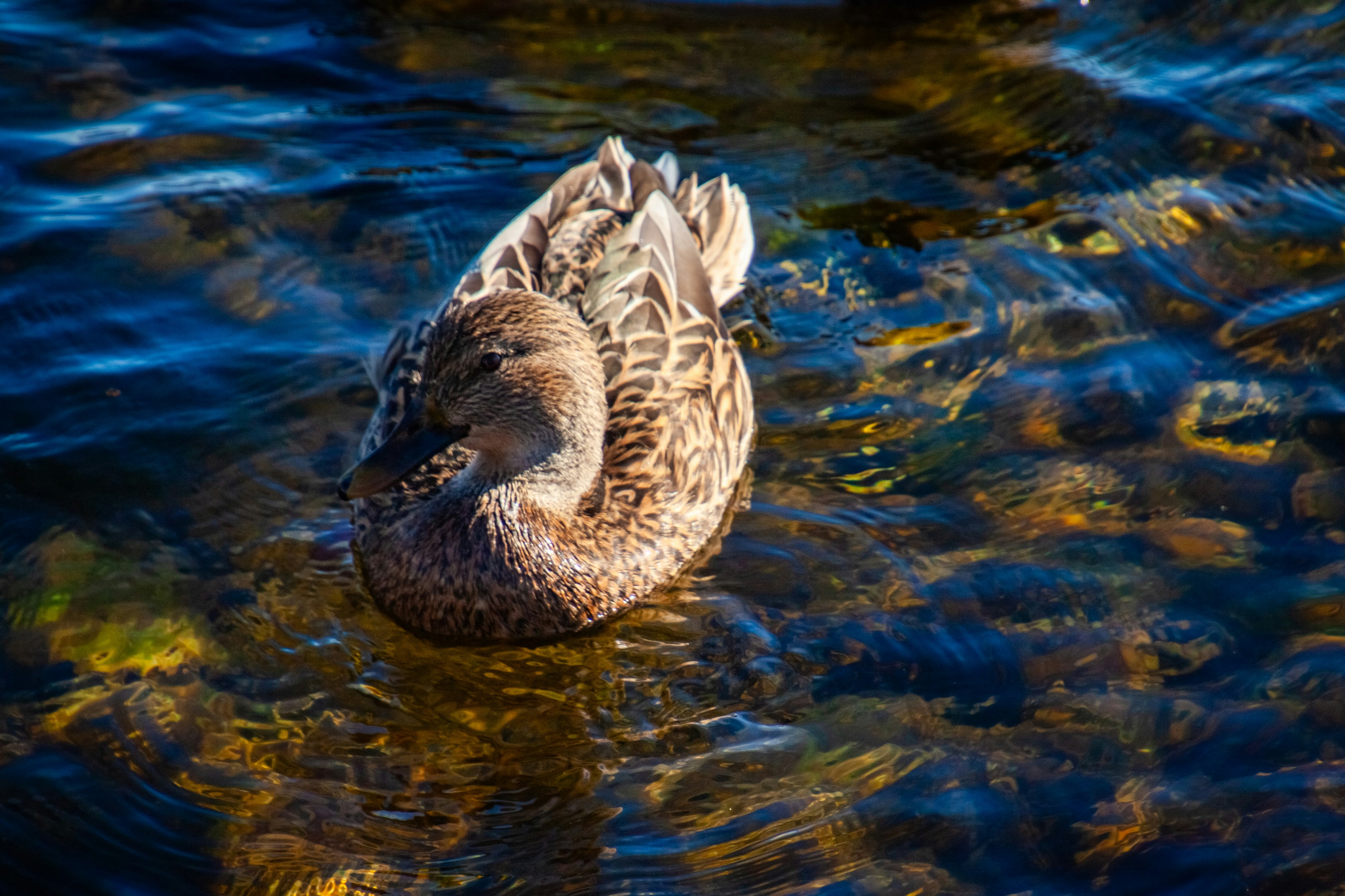 Photo by anthonyaird