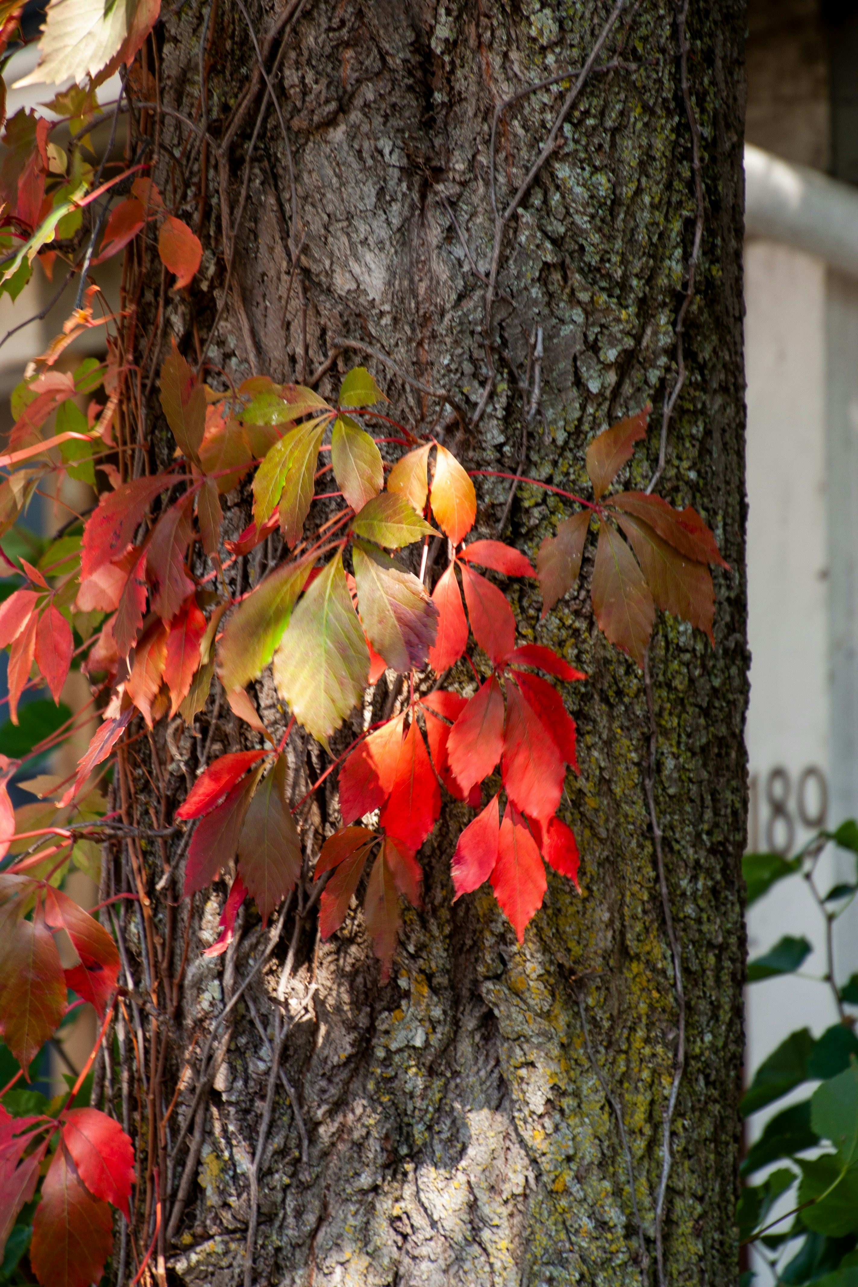 Vibrant, colorful leaves climbing up a tree.