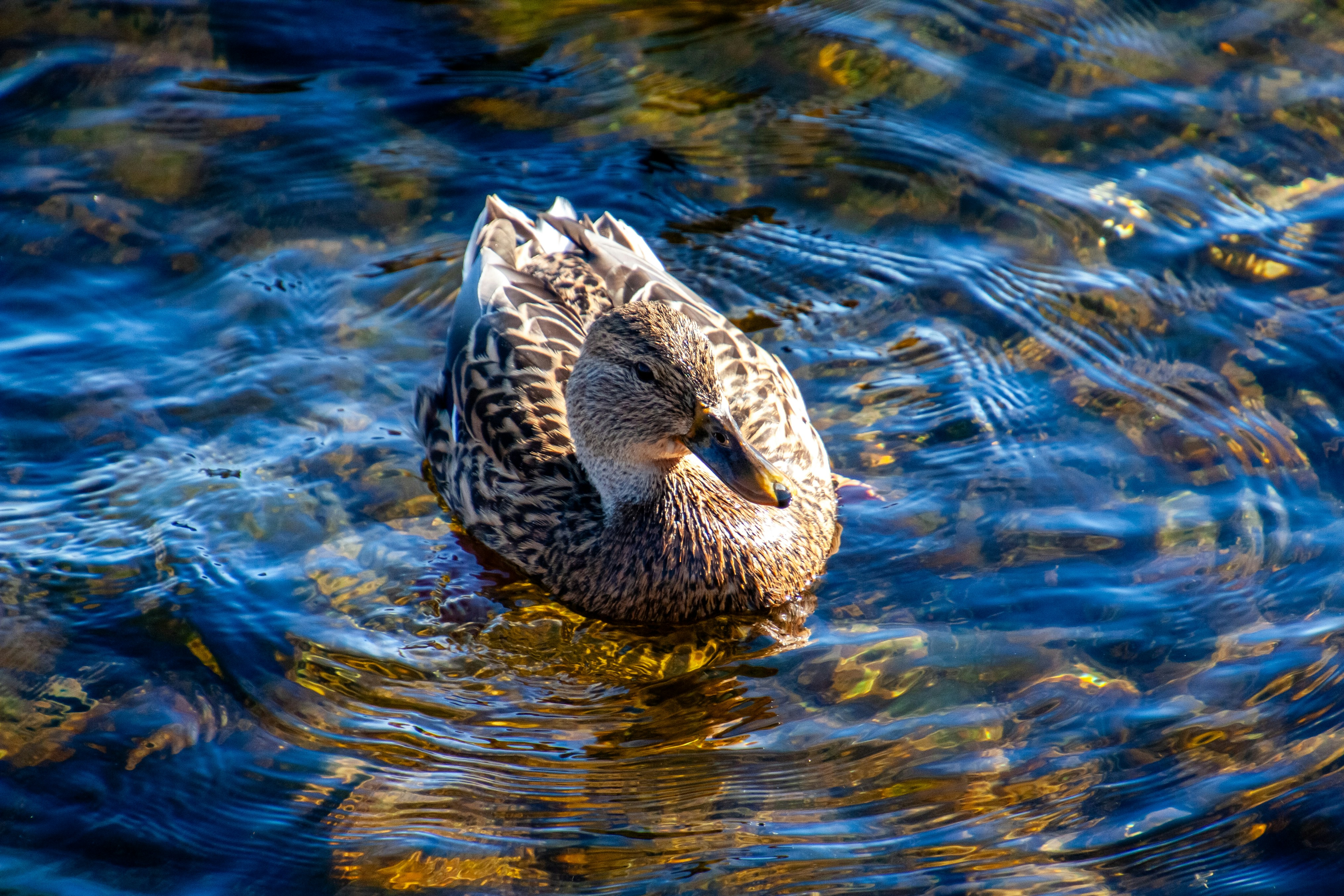 Photo by anthonyaird