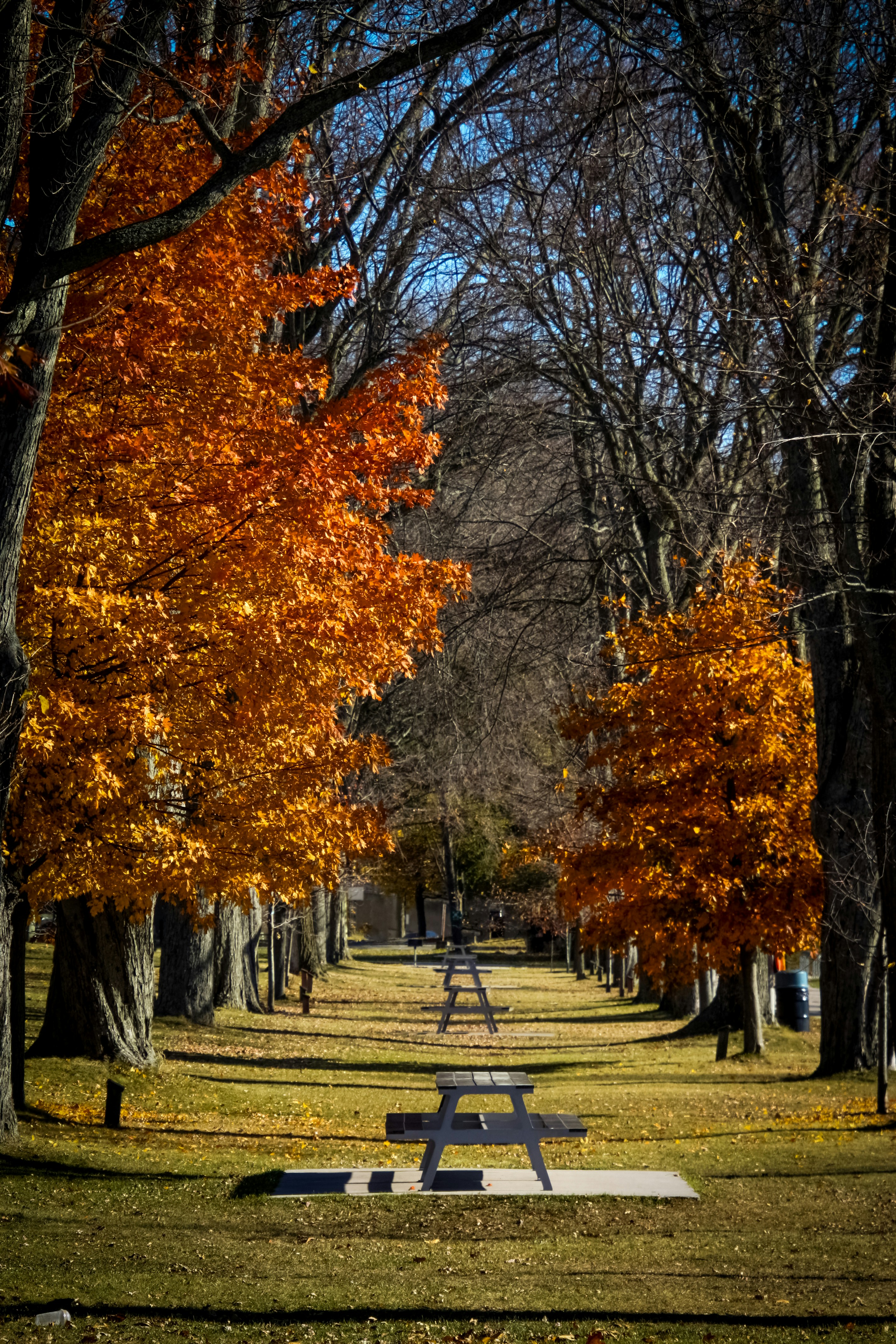 Autumn trees line a pathway with a picnic table.