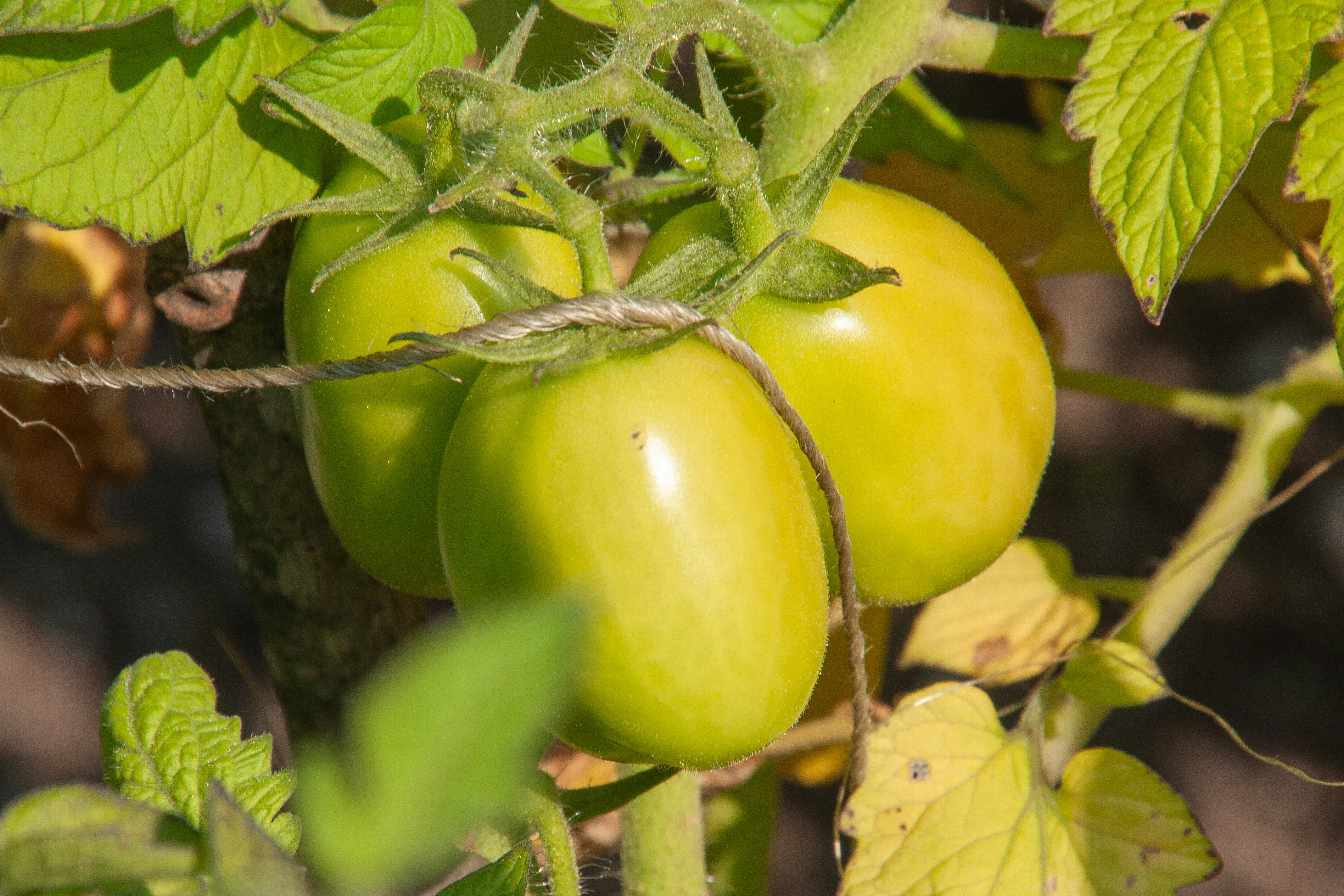 Photo by anthonyaird