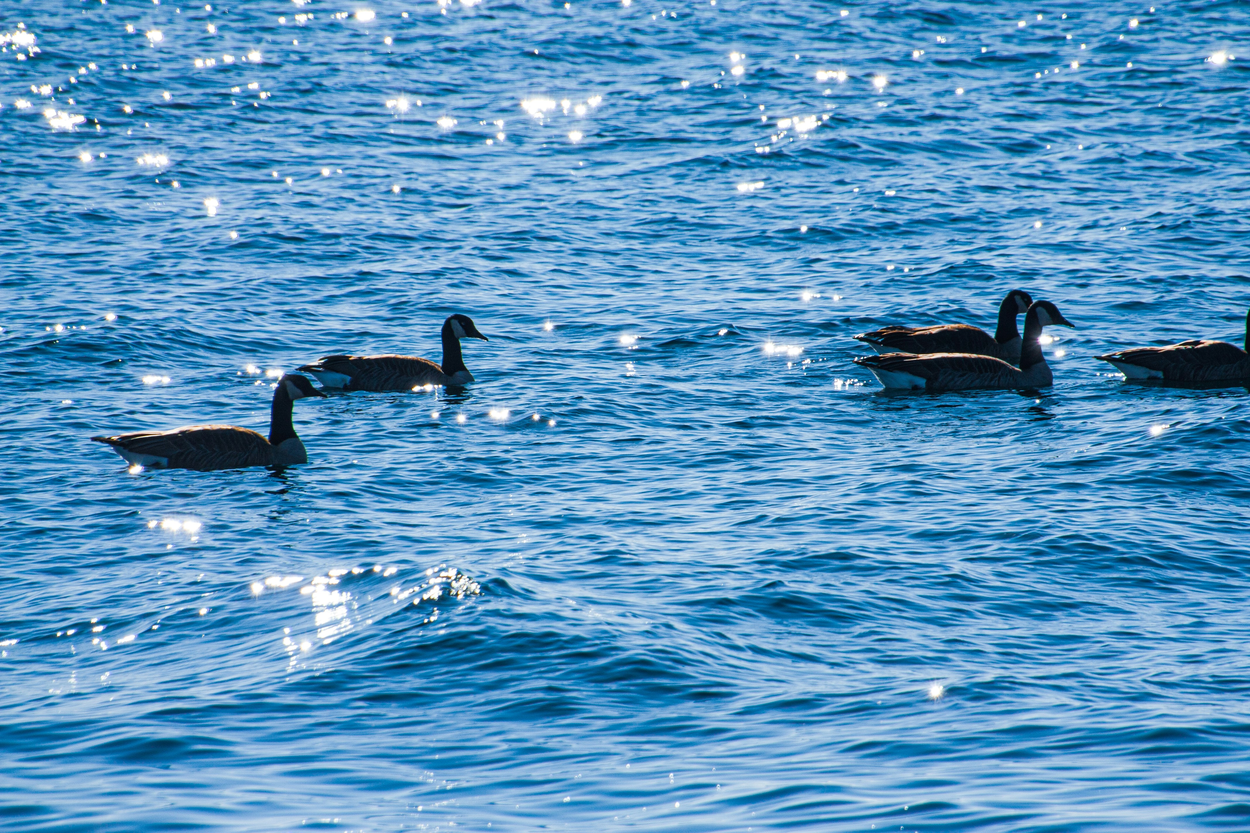 Photo by anthonyaird