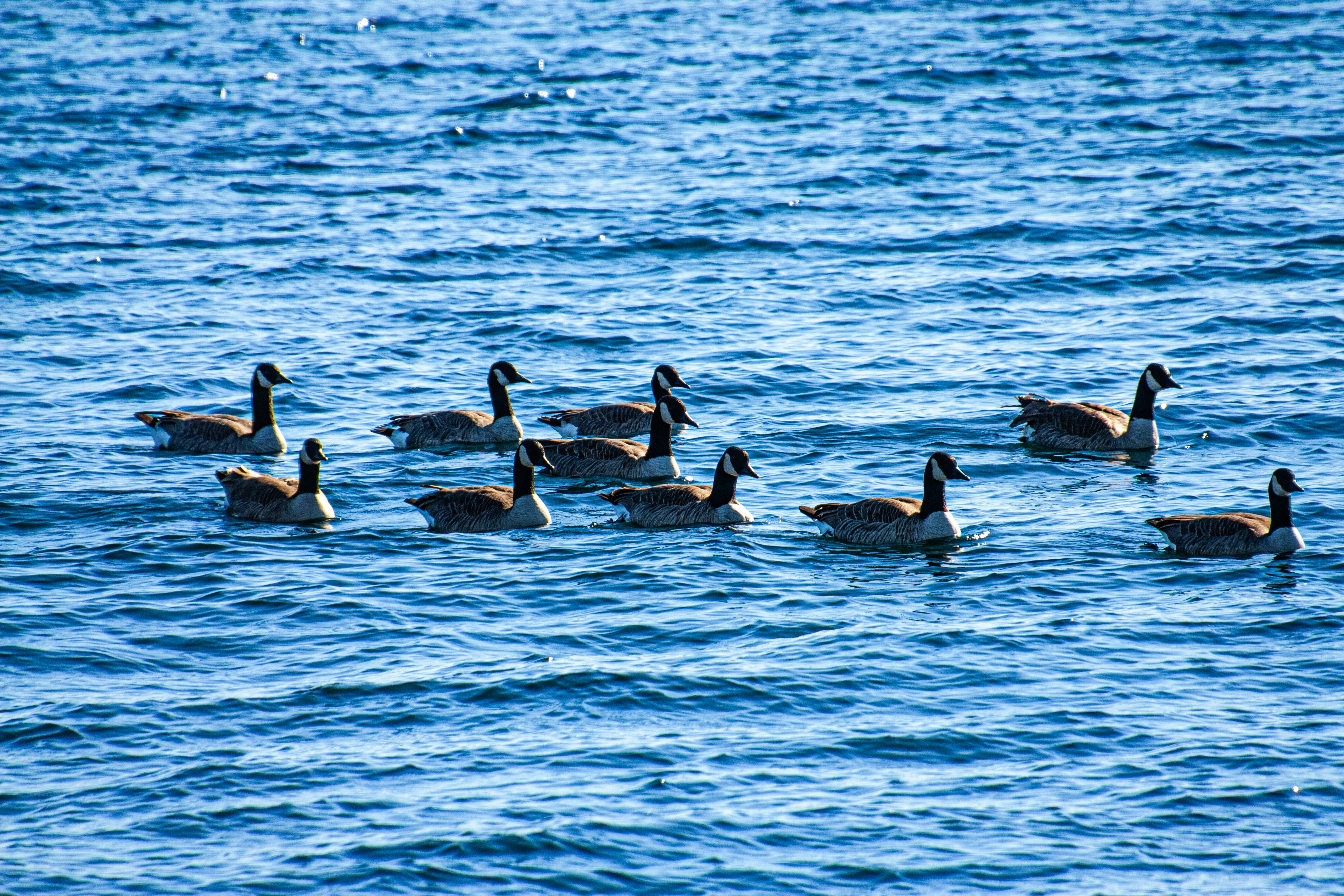 Photo by anthonyaird