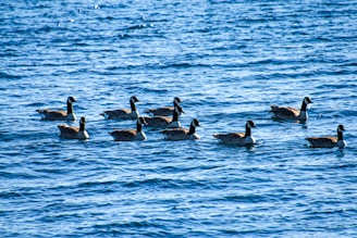Geese swim together on the wavy water.