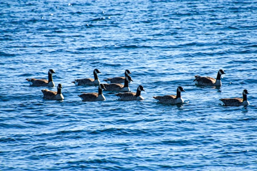 Geese swim together on the wavy water.