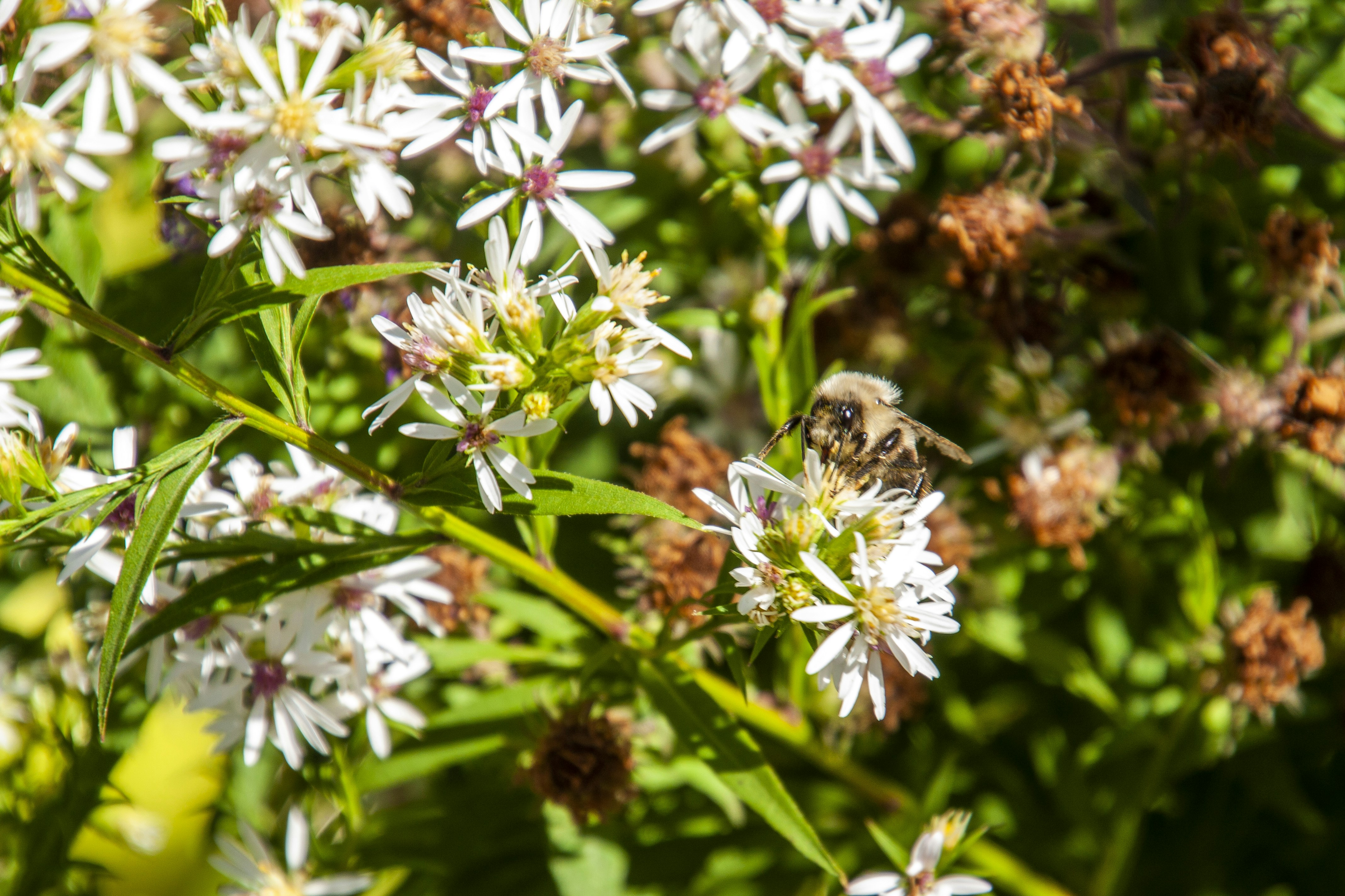 Photo by anthonyaird