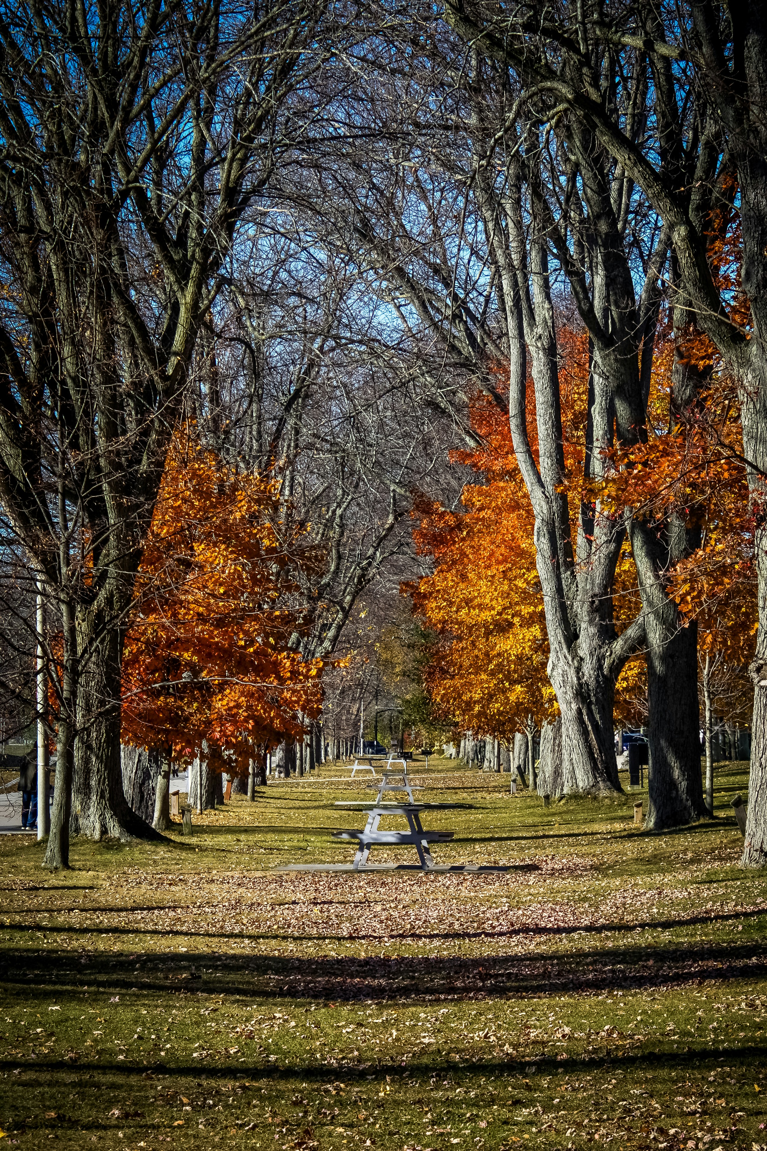 Trees line a path in the autumn park.