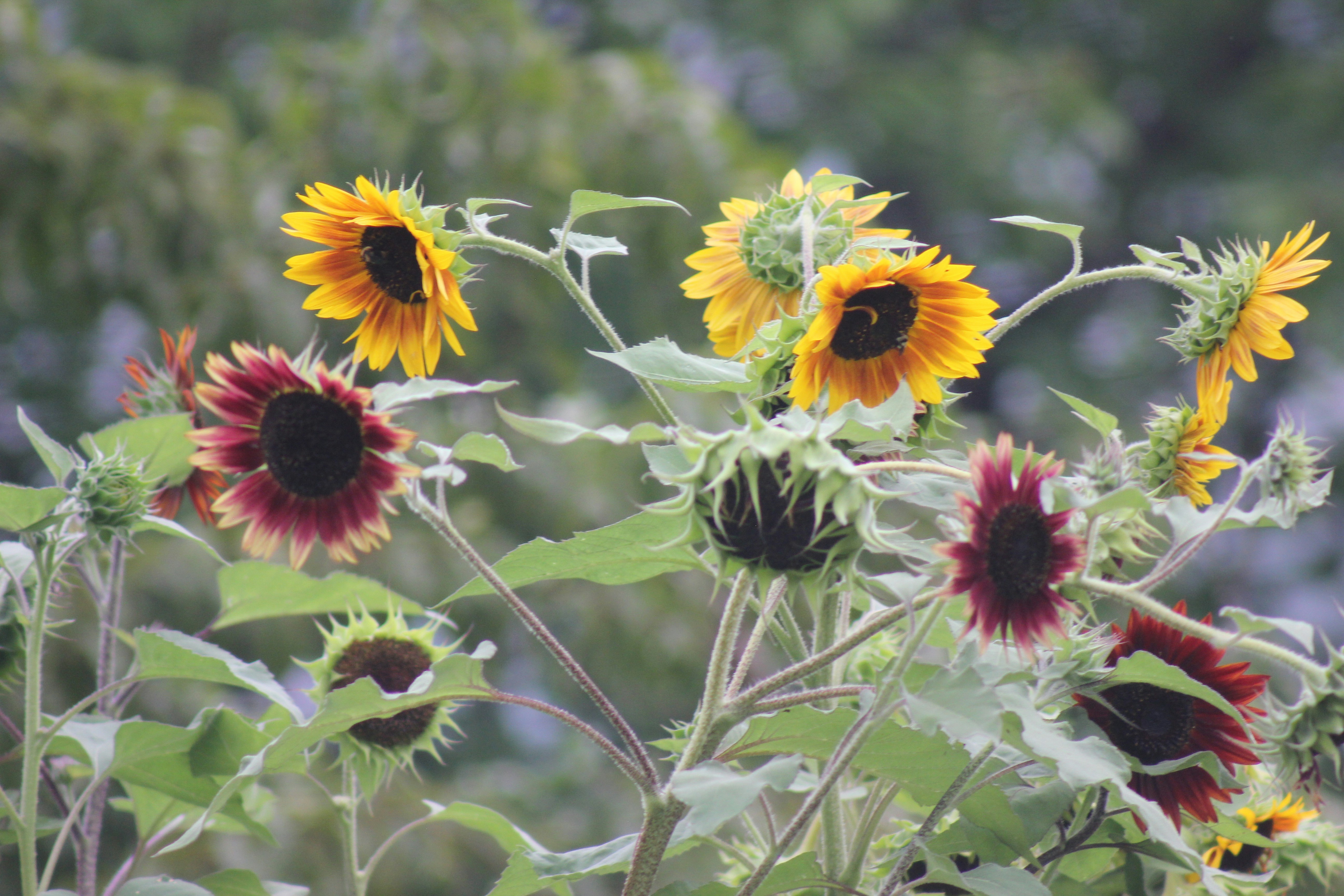 Photo by nathaniel2010